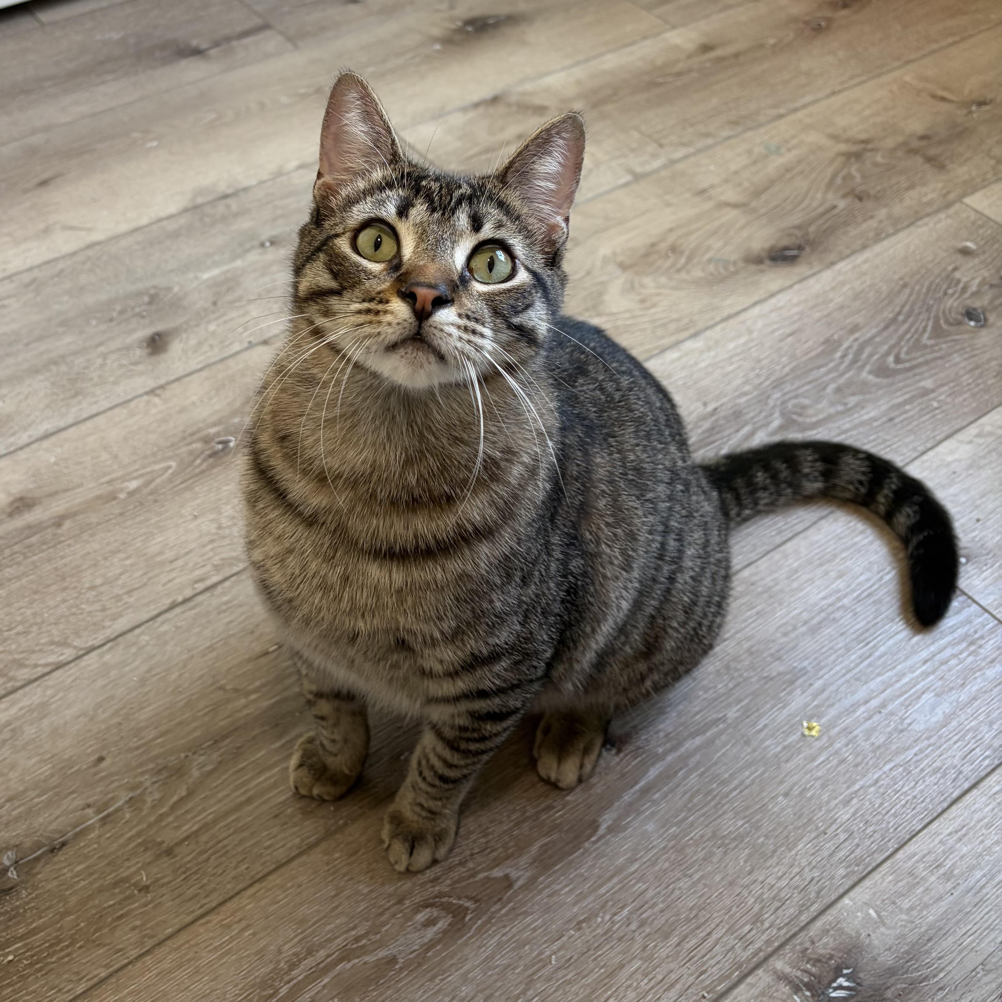 Sebastian (bonded with Santiago), adoptable, Young Male Domestic Short Hair & Tabby.