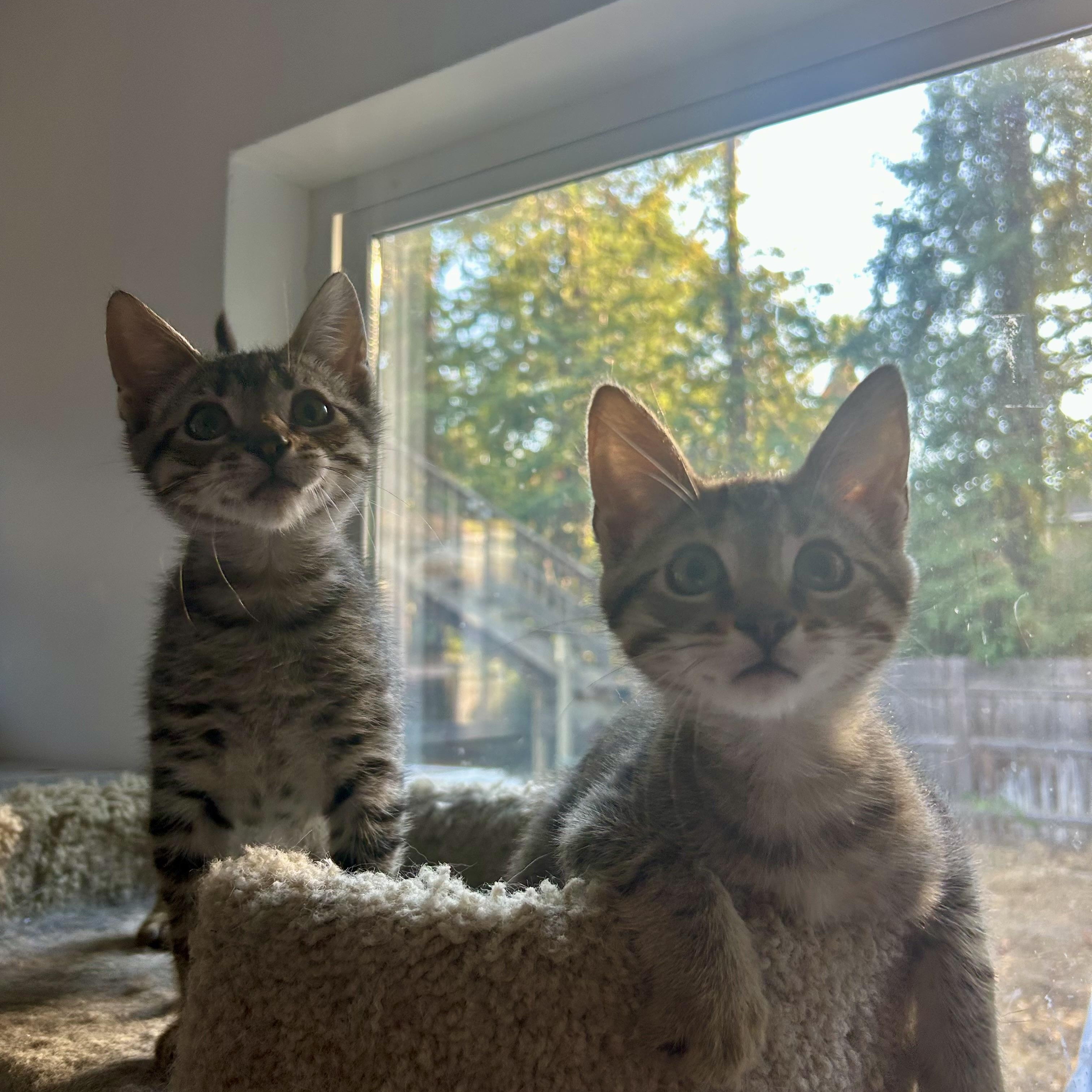 Sebastian & Santiago (bonded pair)