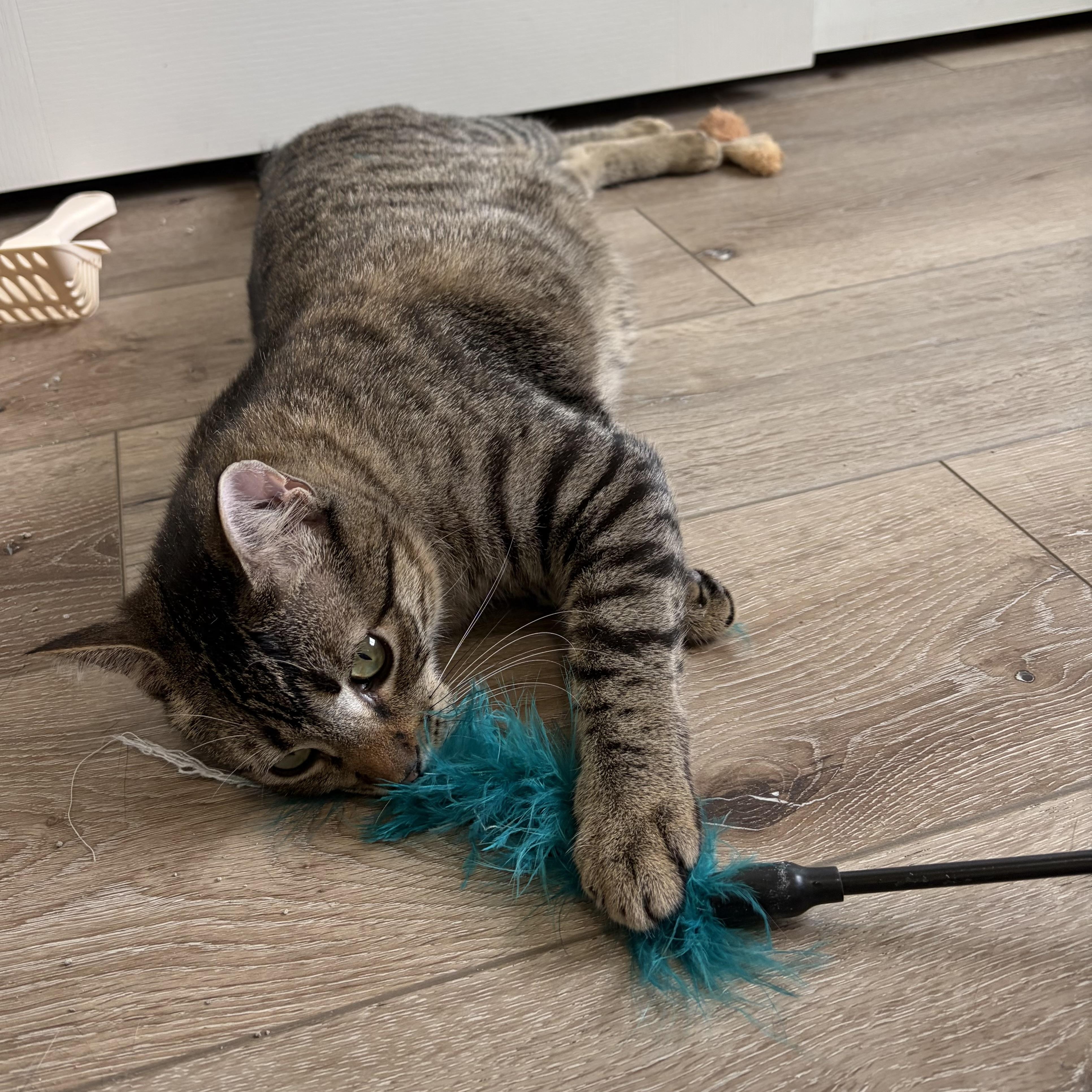 Sebastian (bonded with Santiago), an adoptable mixed breed in Sacramento, CA image 2/6