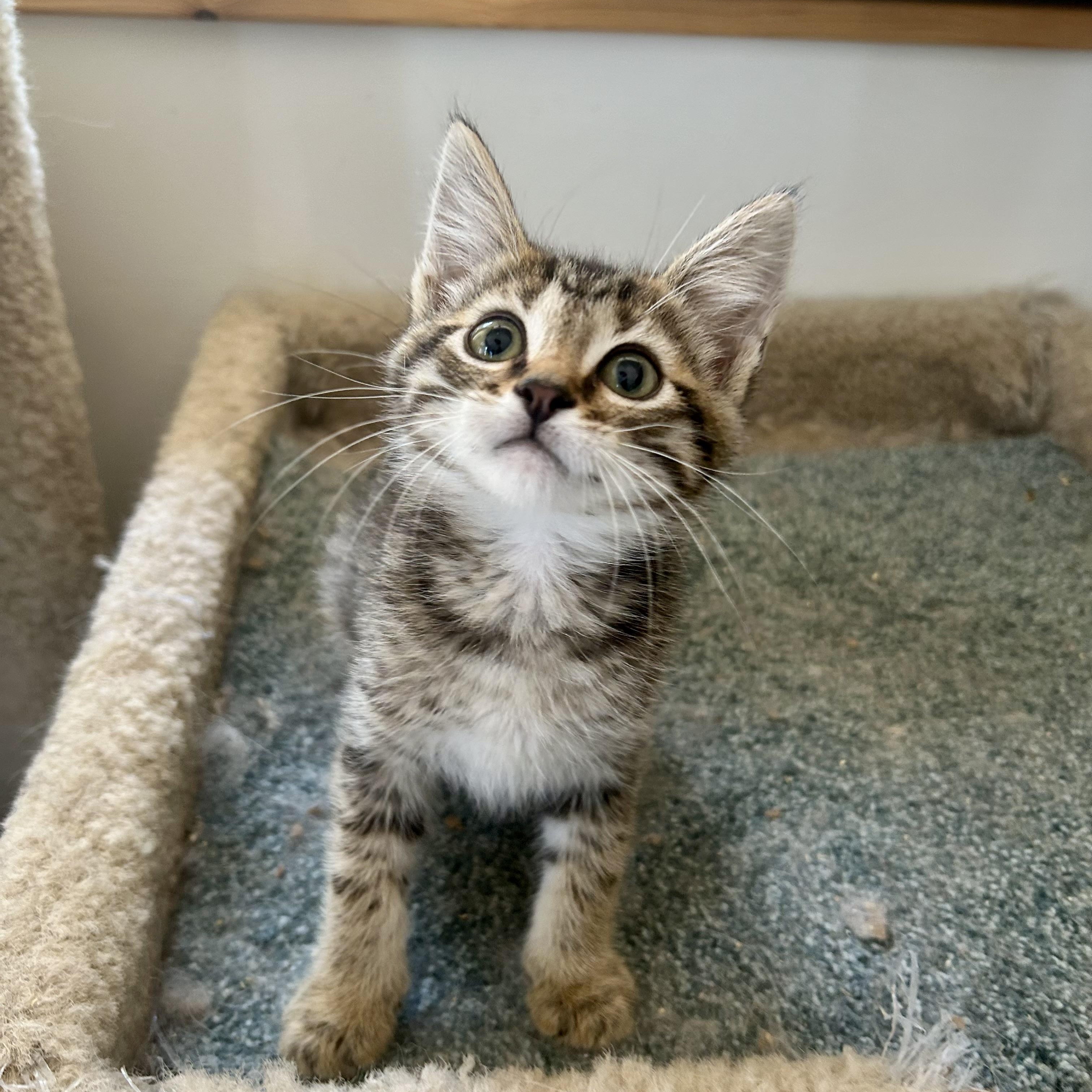 Sebastian & Santiago (bonded pair)