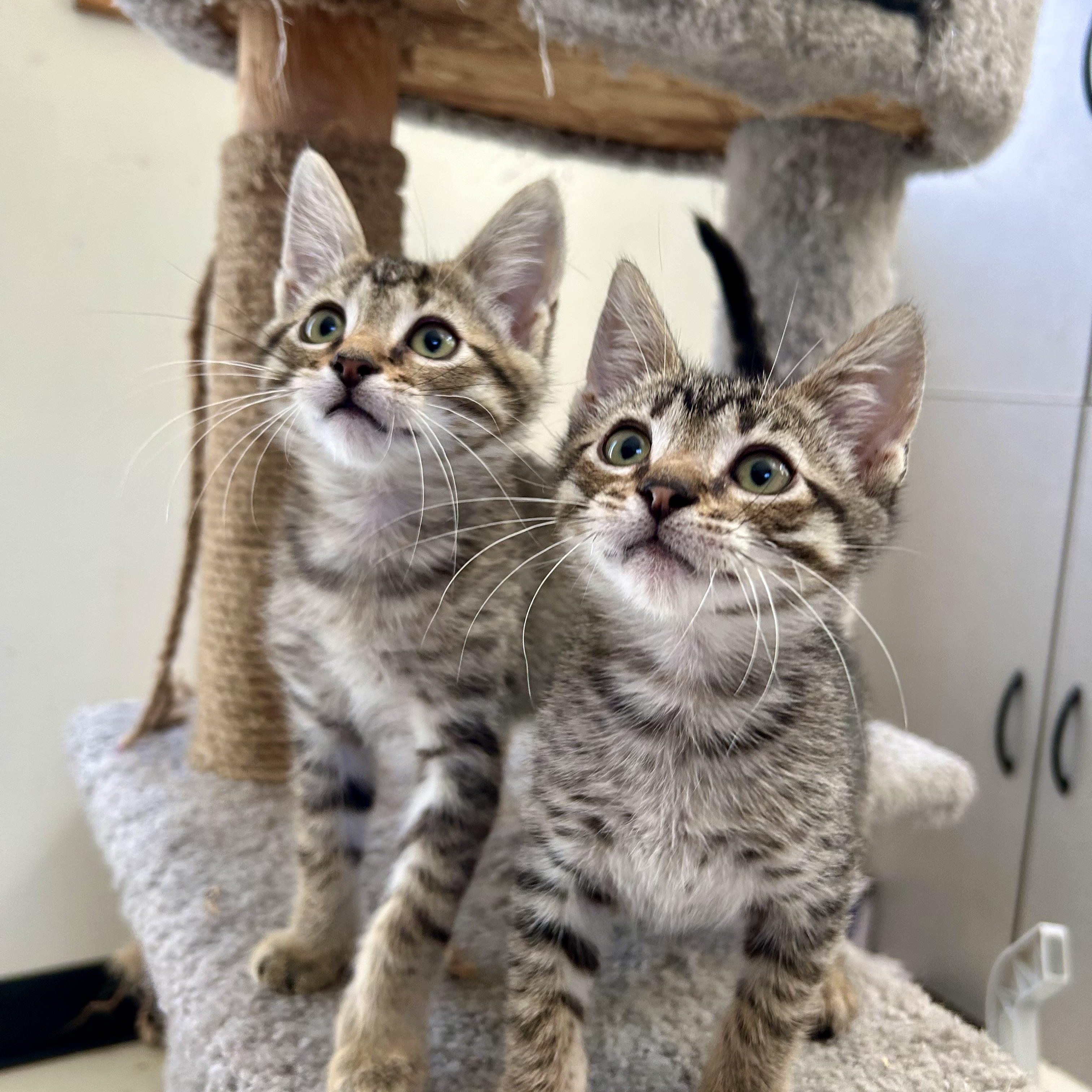 Sebastian & Santiago (bonded pair), a Adoptable mixed breed in Sacramento, CA image 5/6