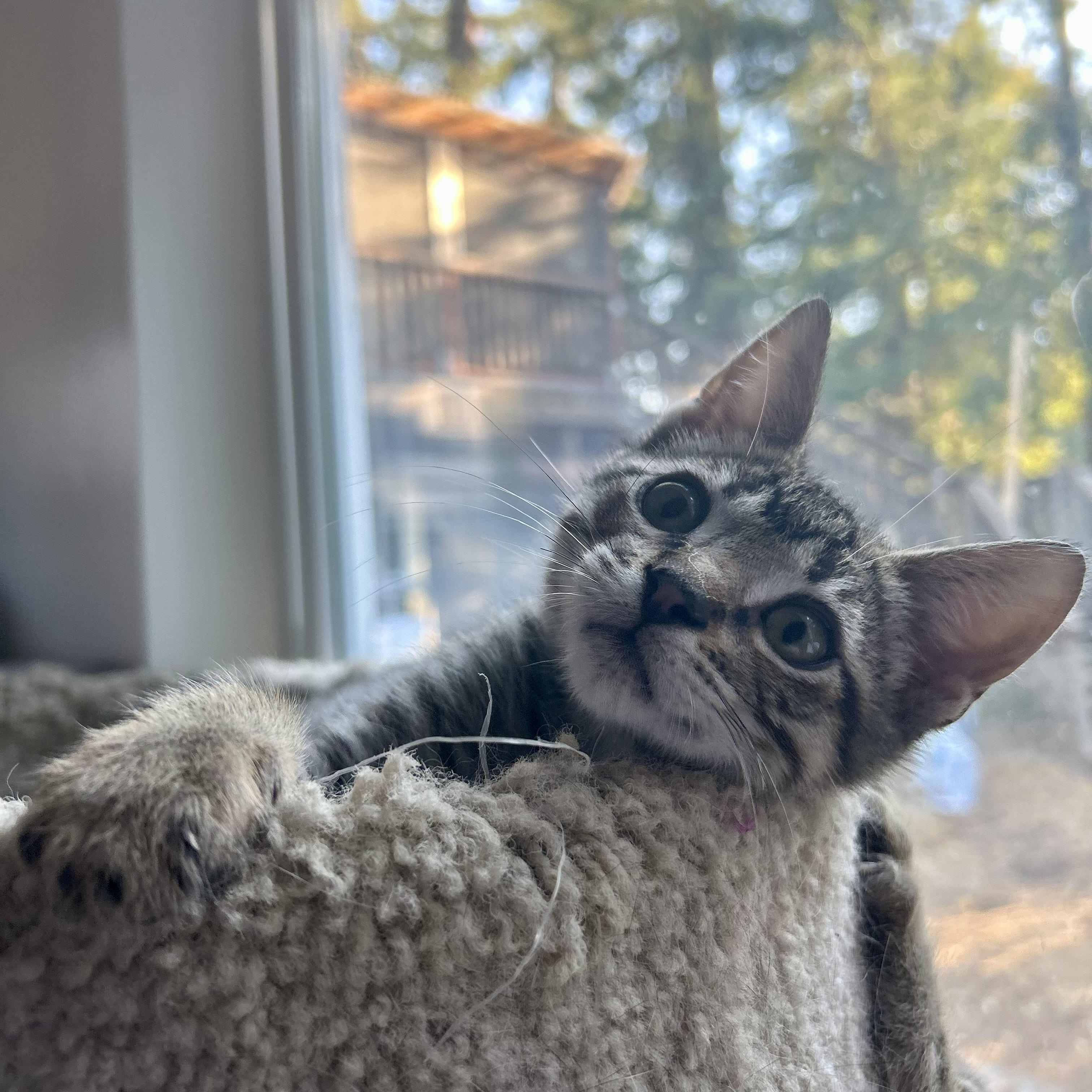 Sebastian & Santiago (bonded pair)