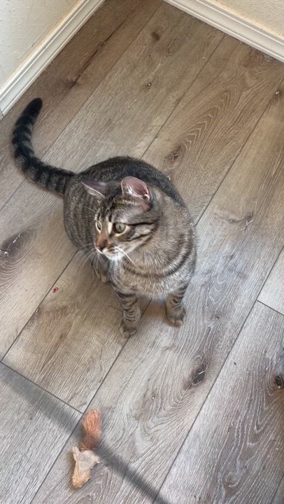 Enlarge Sebastian (bonded with Santiago), an adoptable mixed breed in Sacramento, CA video 5/6