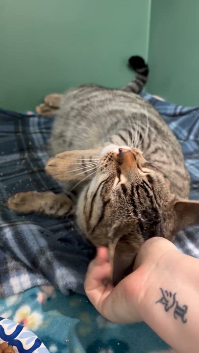 Enlarge Sebastian (bonded with Santiago), an adoptable mixed breed in Sacramento, CA video 6/6