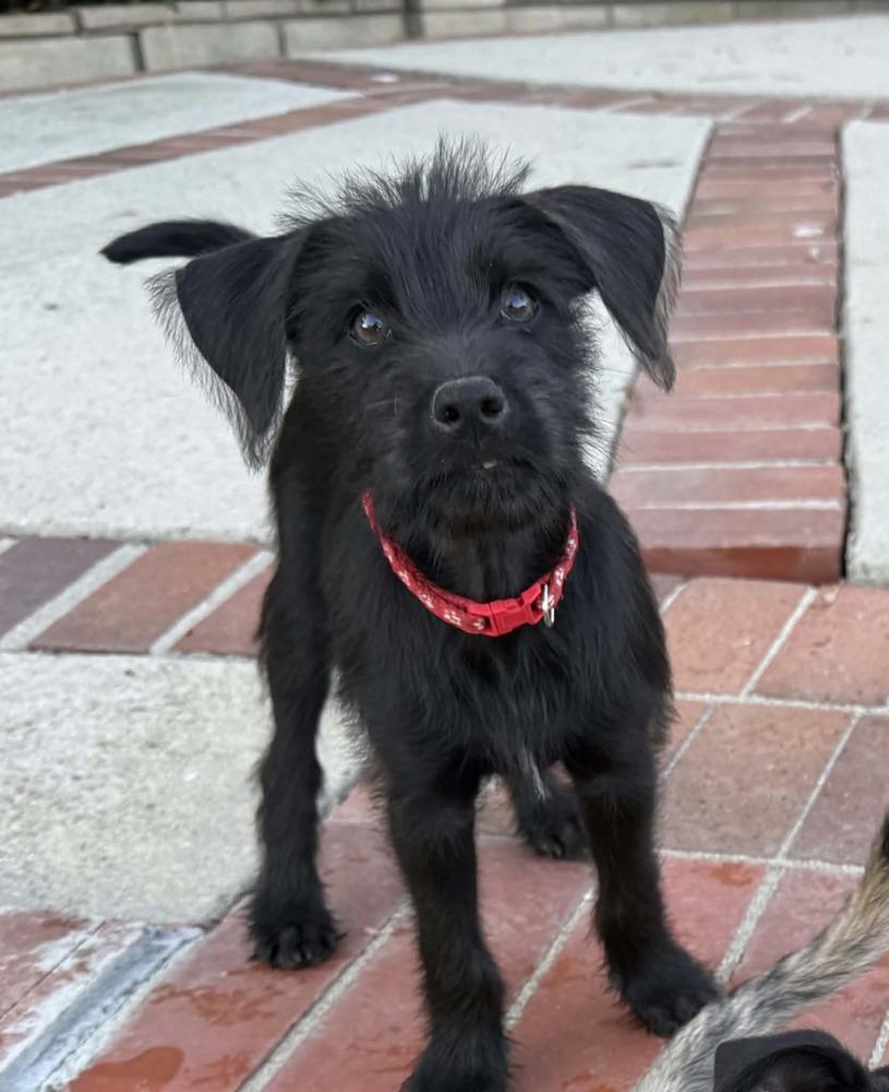 Luis Fernando, Adoptable, Puppy Male Yorkshire Terrier & Alaskan Malamute.