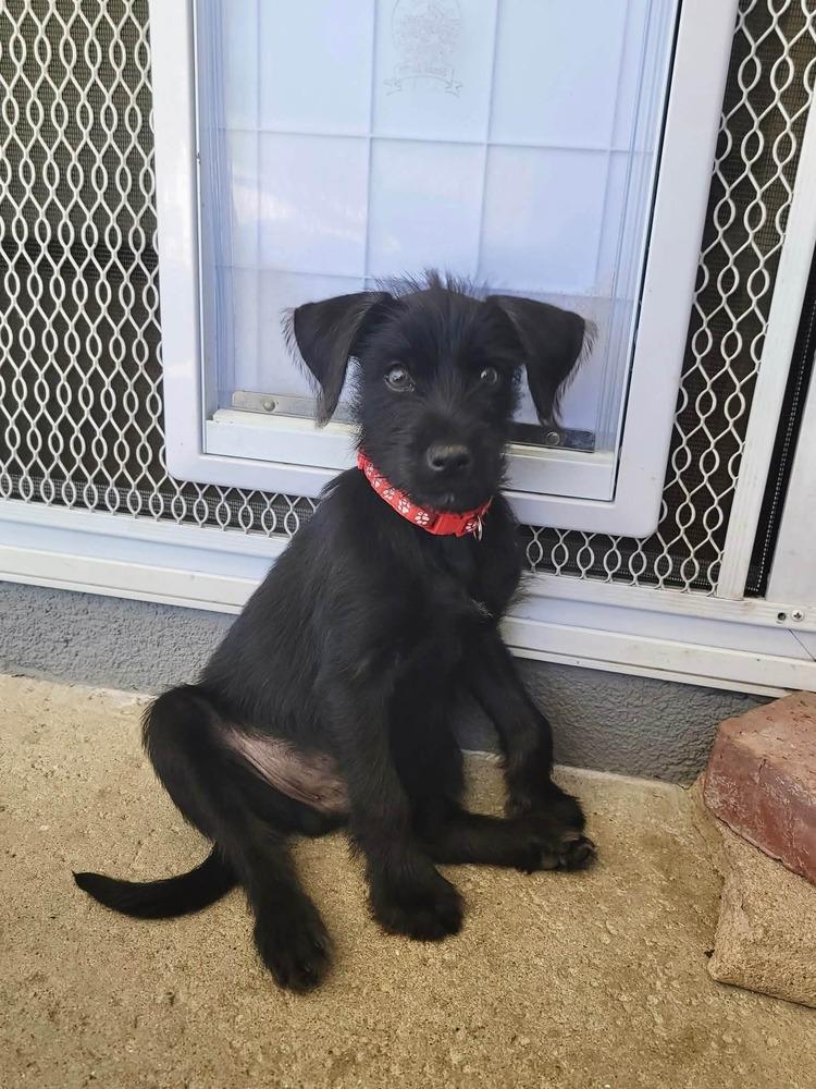 Enlarge Luis Fernando, a Adoptable mixed breed in Pomona, CA image 2/4