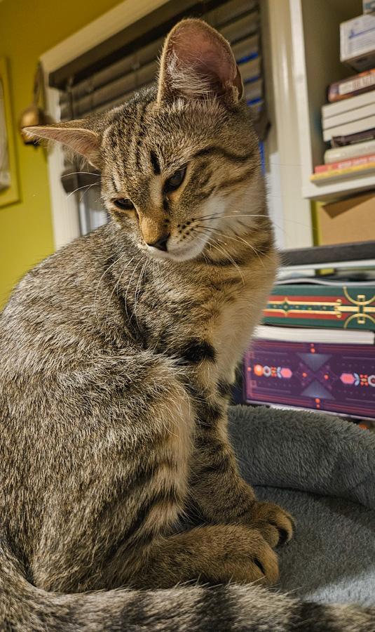 Enlarge Kylan, a Adoptable Domestic Short Hair in Paramus, NJ image 2/4