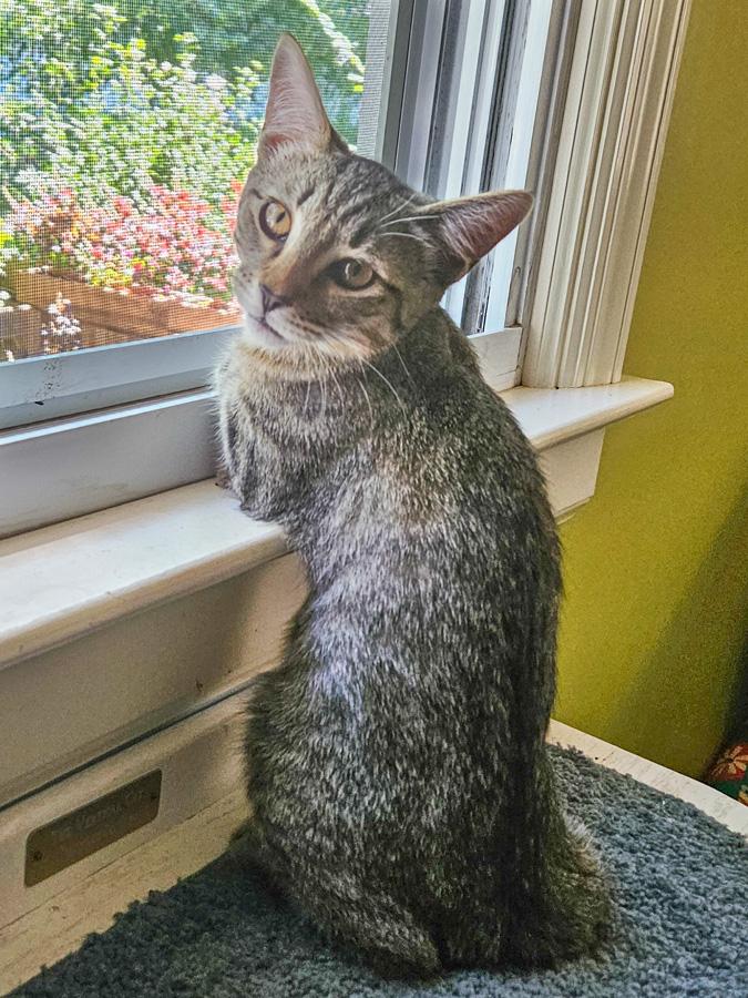 Enlarge Kylan, a Adoptable Domestic Short Hair in Paramus, NJ image 3/4