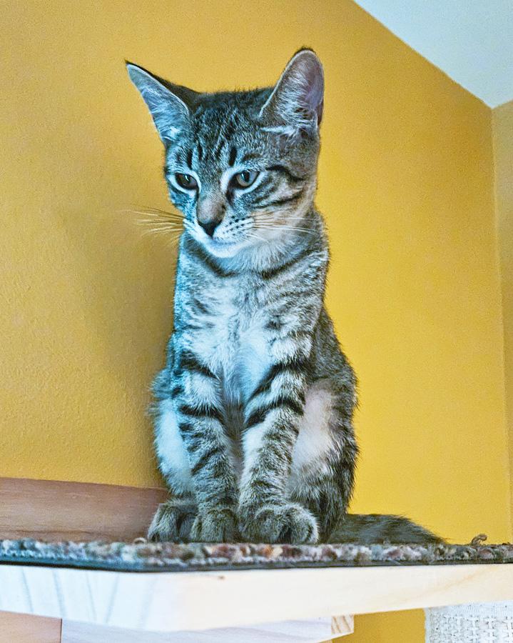 Enlarge Kylan, a Adoptable Domestic Short Hair in Paramus, NJ image 4/4
