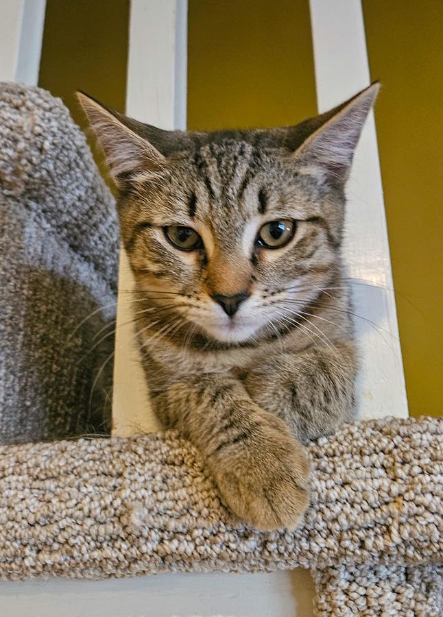 Enlarge Kylan, a Adoptable Domestic Short Hair in Paramus, NJ image 1/4