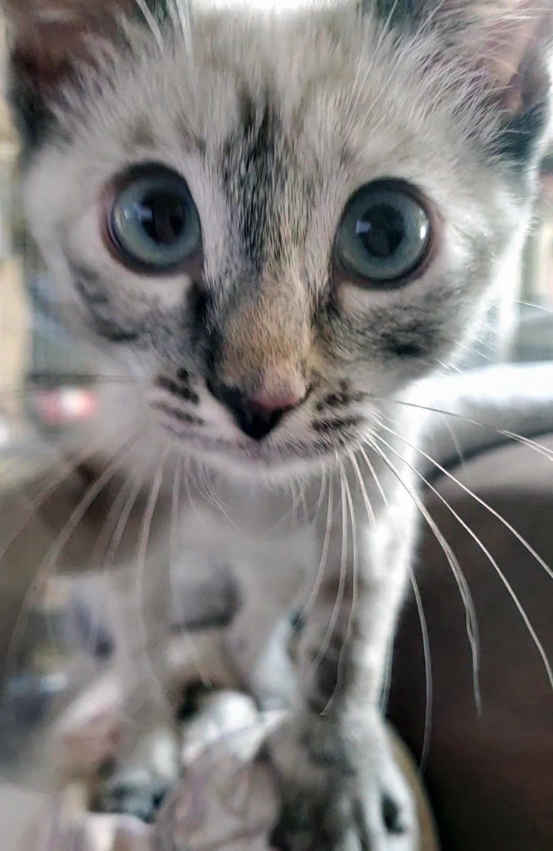 Pepper, a ADOPTABLE mixed breed in Davis, CA image 2/3