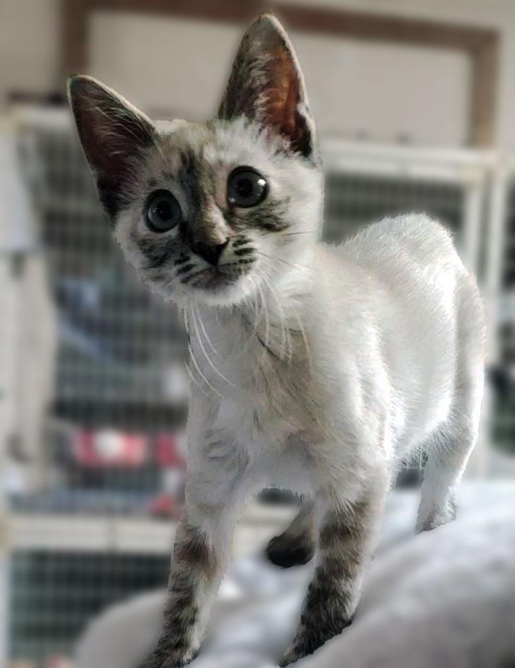 Pepper, ADOPTABLE, Kitten Female Siamese.