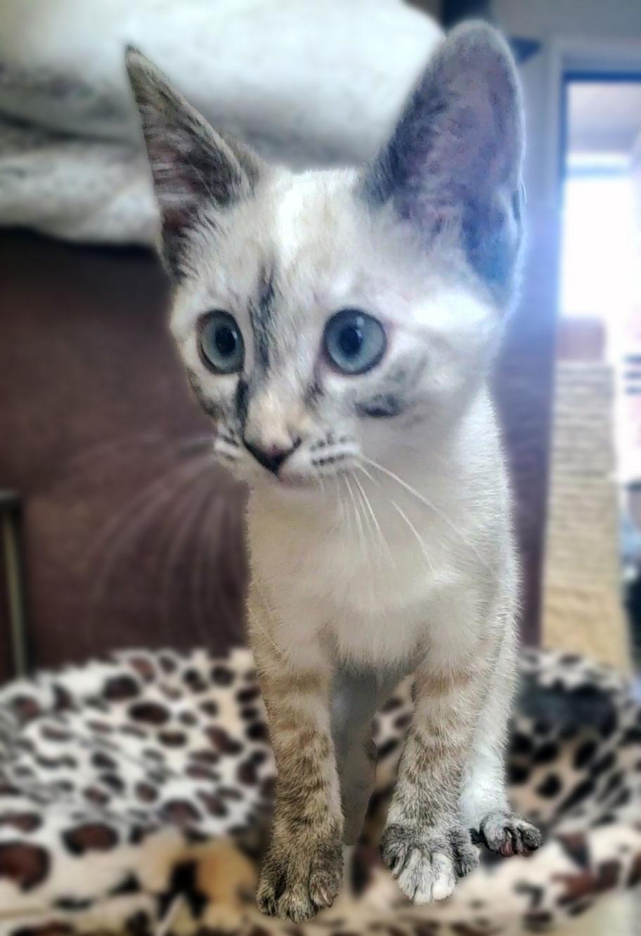 Pepper, a ADOPTABLE mixed breed in Davis, CA image 3/3