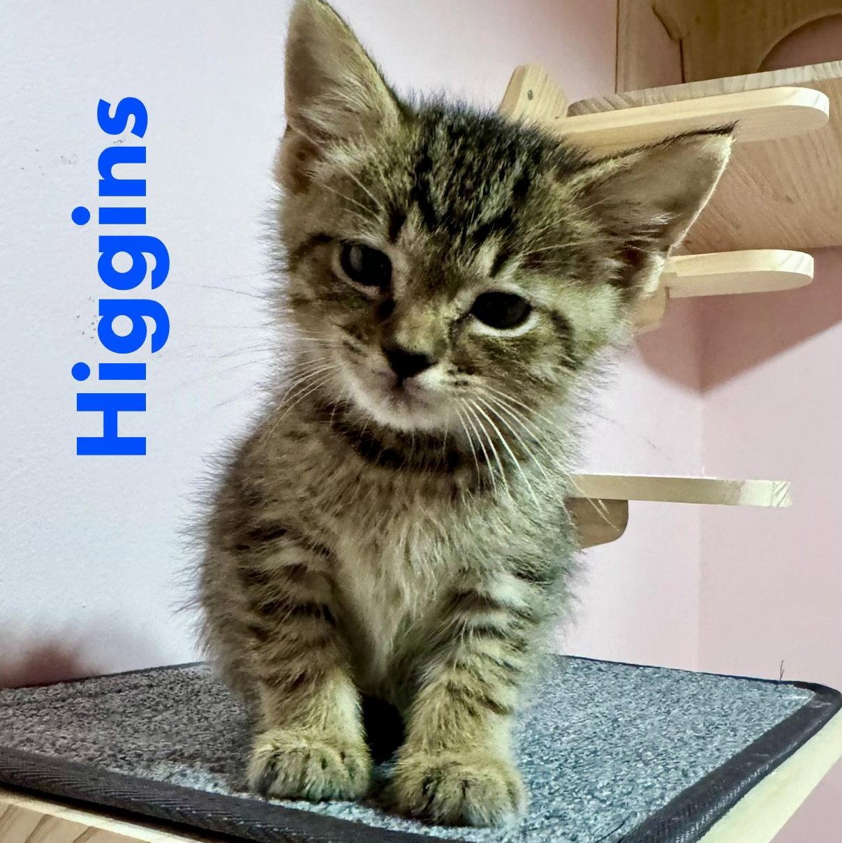 Higgins, Adoptable, Kitten Male Domestic Short Hair.