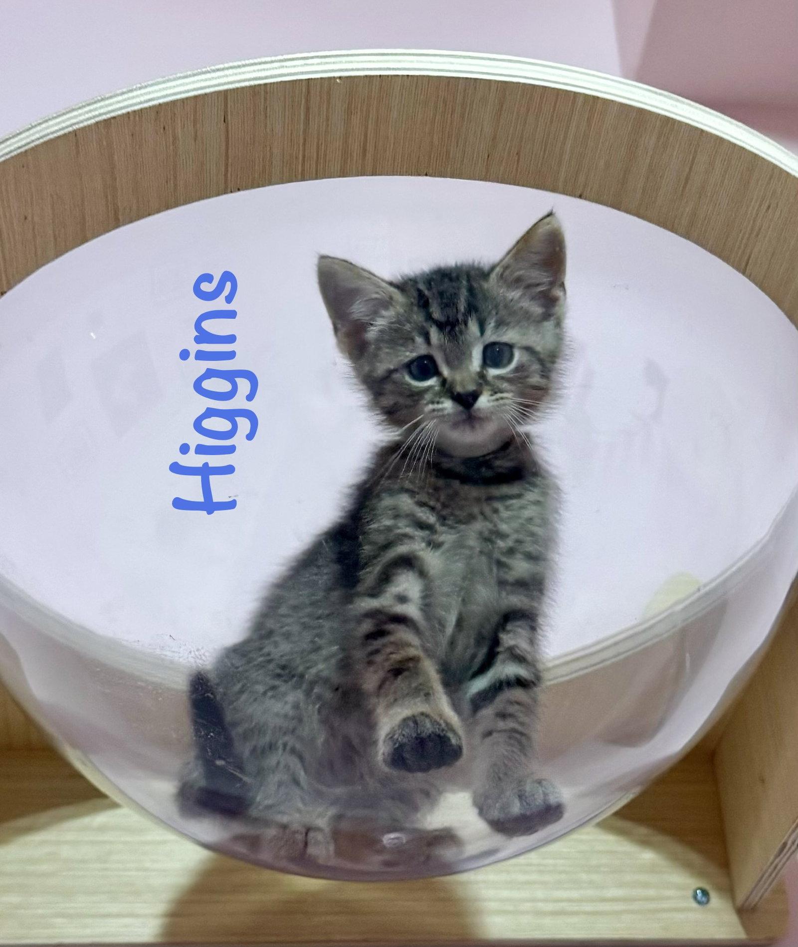 Enlarge Higgins, a Adoptable Domestic Short Hair in Reston, VA image 2/3