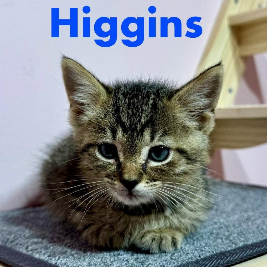 Enlarge Higgins, a Adoptable Domestic Short Hair in Reston, VA image 3/3