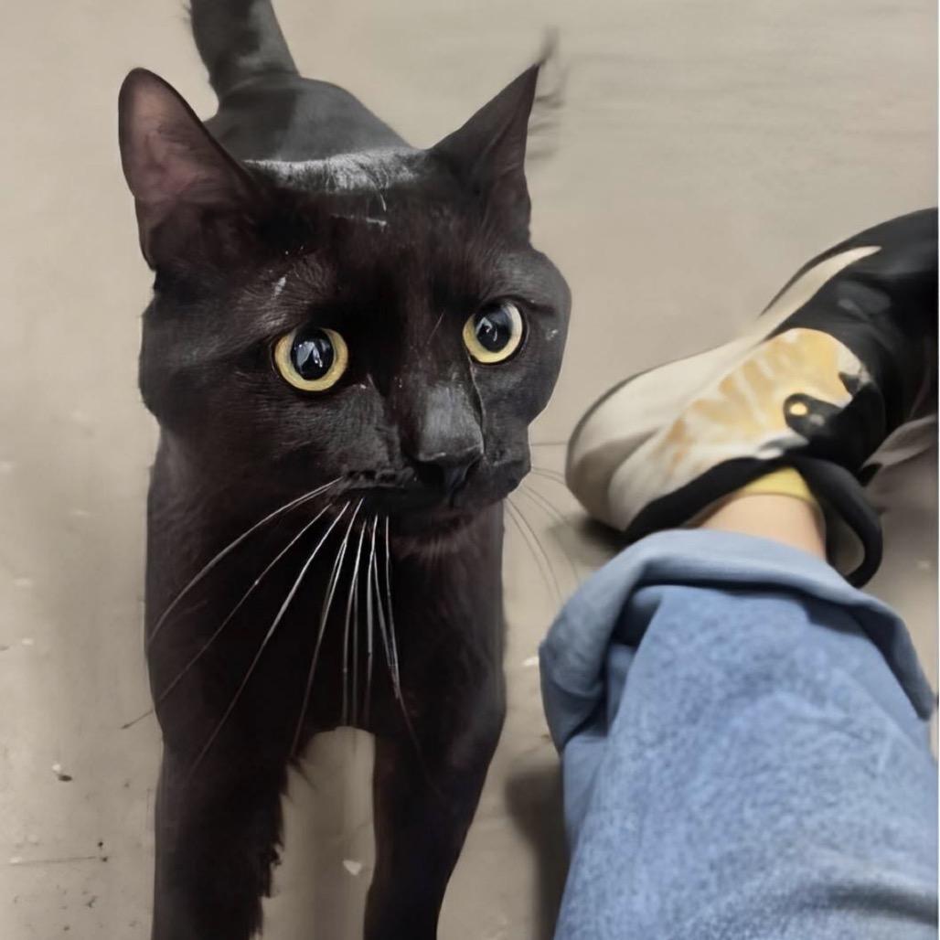 Maverick, a Adoptable Domestic Short Hair in Marysville, OH image 1/6