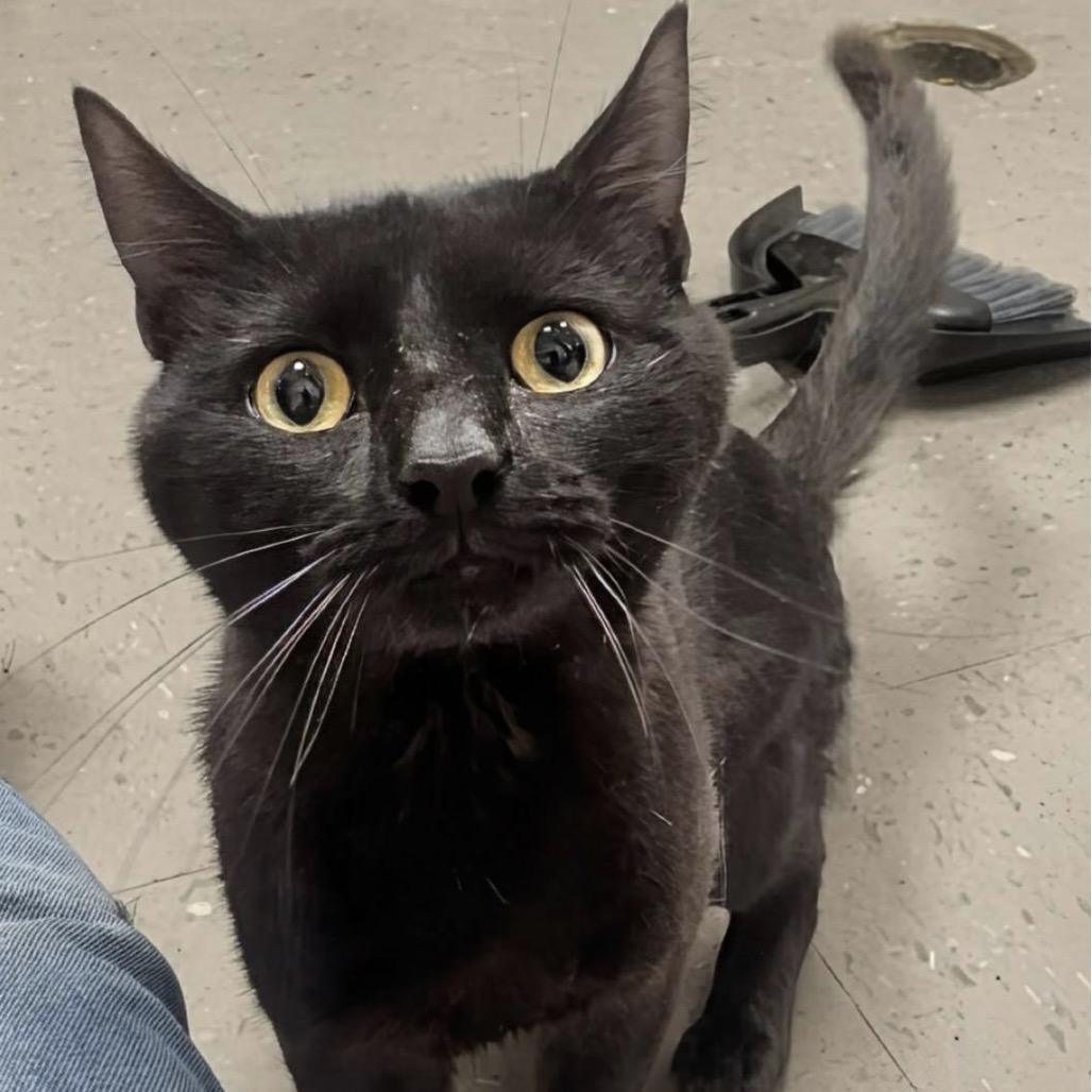 Maverick, a Adoptable Domestic Short Hair in Marysville, OH image 2/6