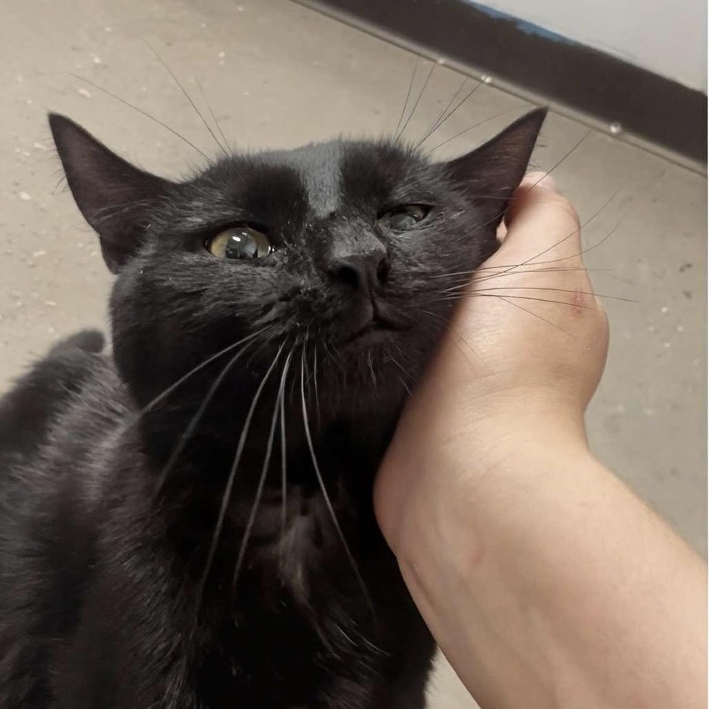 Maverick, a Adoptable Domestic Short Hair in Marysville, OH image 3/6