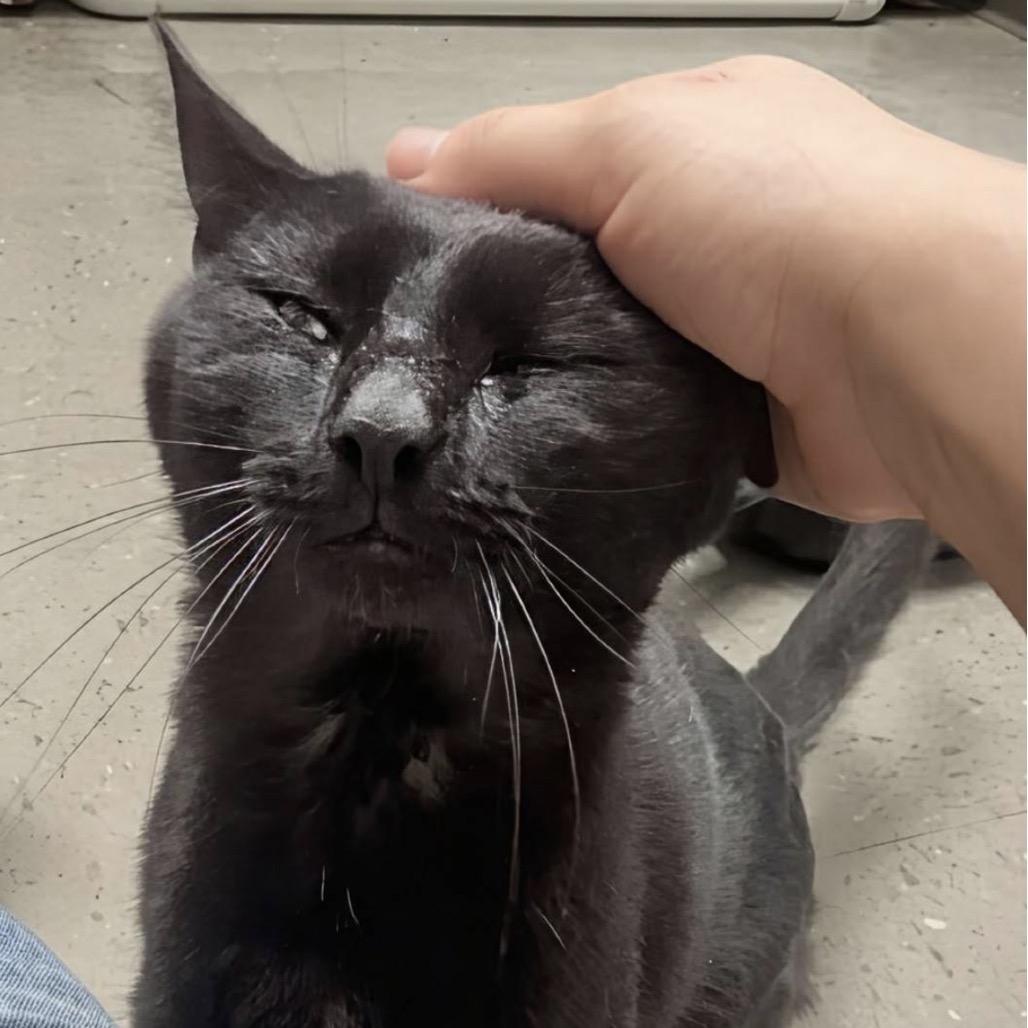 Maverick, a Adoptable Domestic Short Hair in Marysville, OH image 4/6