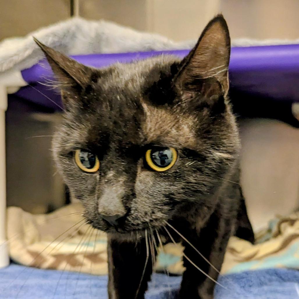 Maverick, a Adoptable Domestic Short Hair in Marysville, OH image 5/6