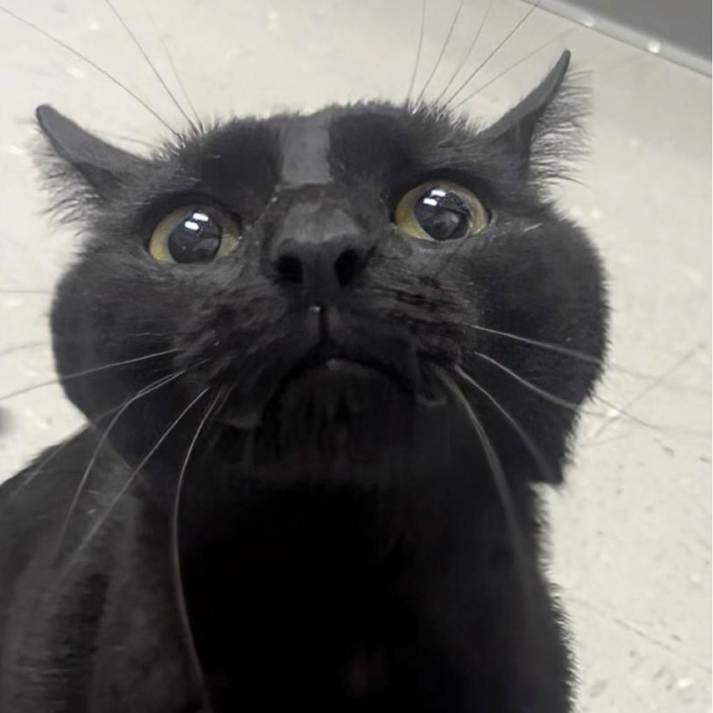 Maverick, a Adoptable Domestic Short Hair in Marysville, OH image 6/6