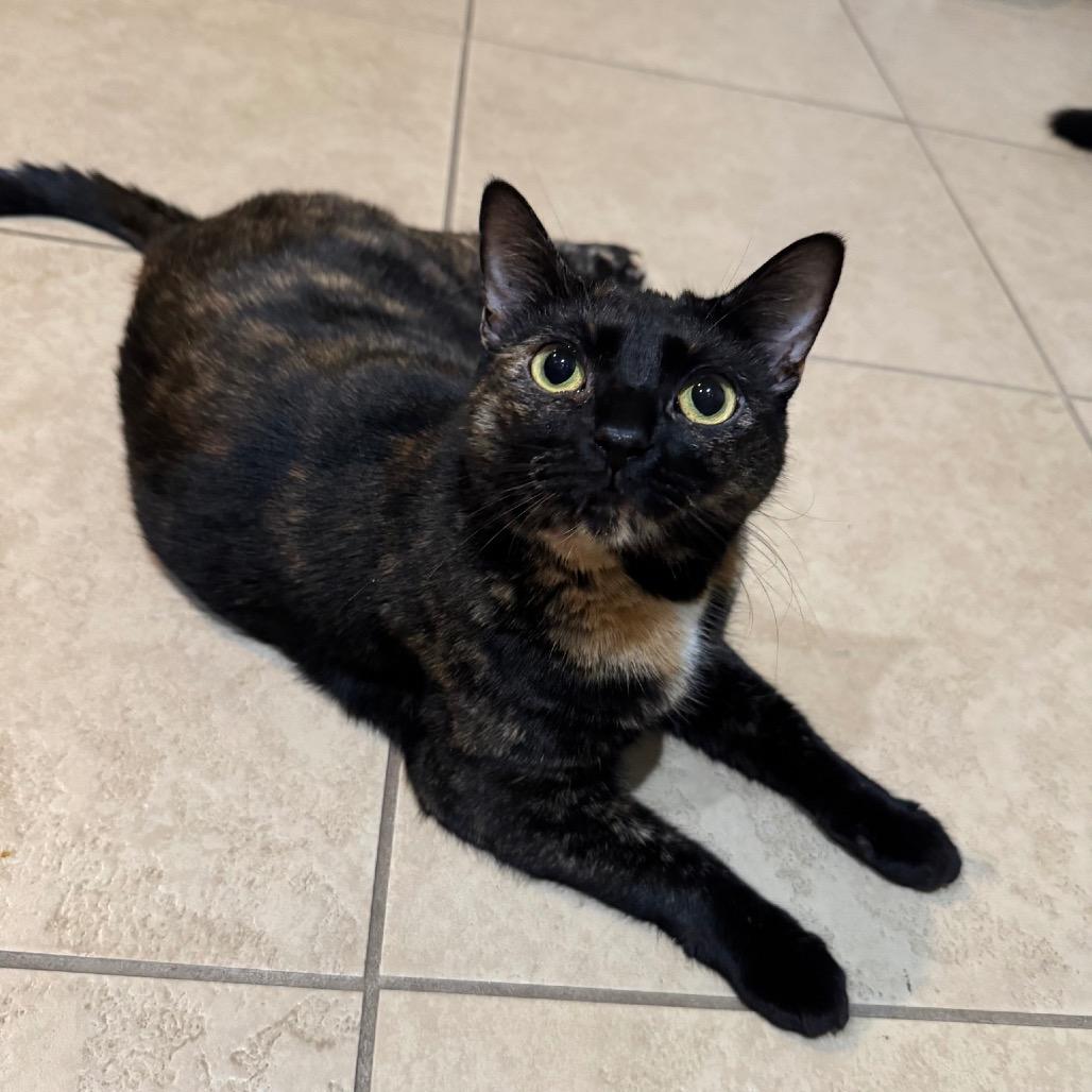 Eleven (bonded to Robin), Adoptable, Adult Female Domestic Short Hair.