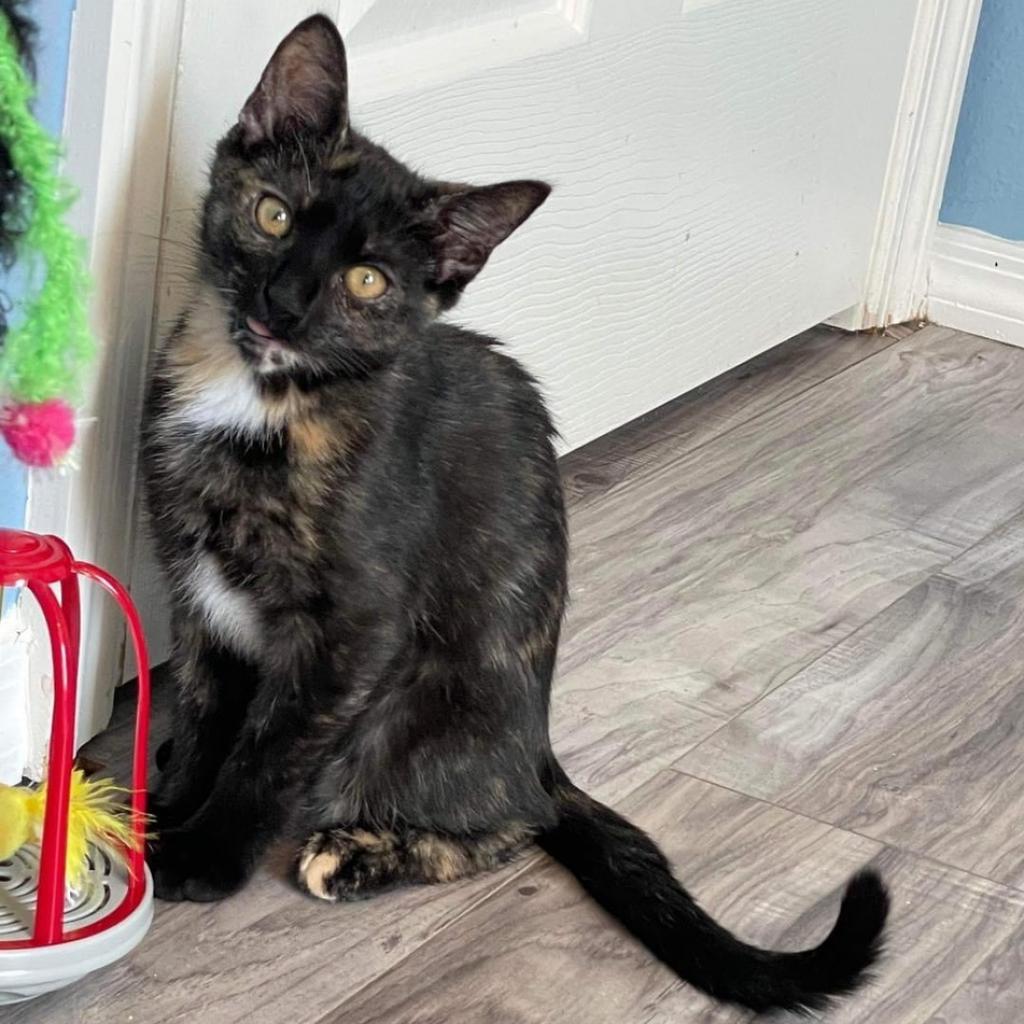 Enlarge Eleven (bonded to Robin), a Adoptable Domestic Short Hair in Lutz, FL image 2/6