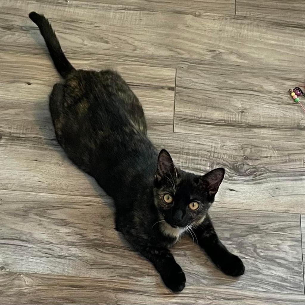 Eleven (bonded to Robin) — thumbnail 3