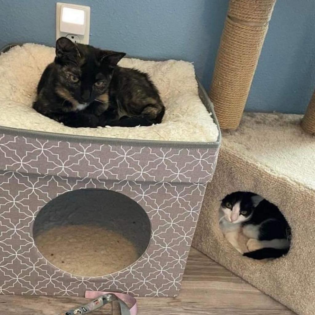 Enlarge Eleven (bonded to Robin), a Adoptable Domestic Short Hair in Lutz, FL image 4/6