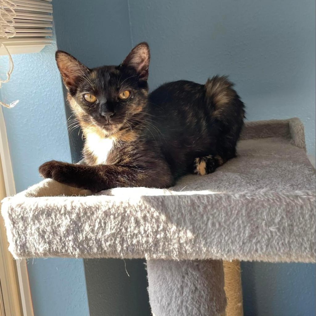 Enlarge Eleven (bonded to Robin), a Adoptable Domestic Short Hair in Lutz, FL image 5/6