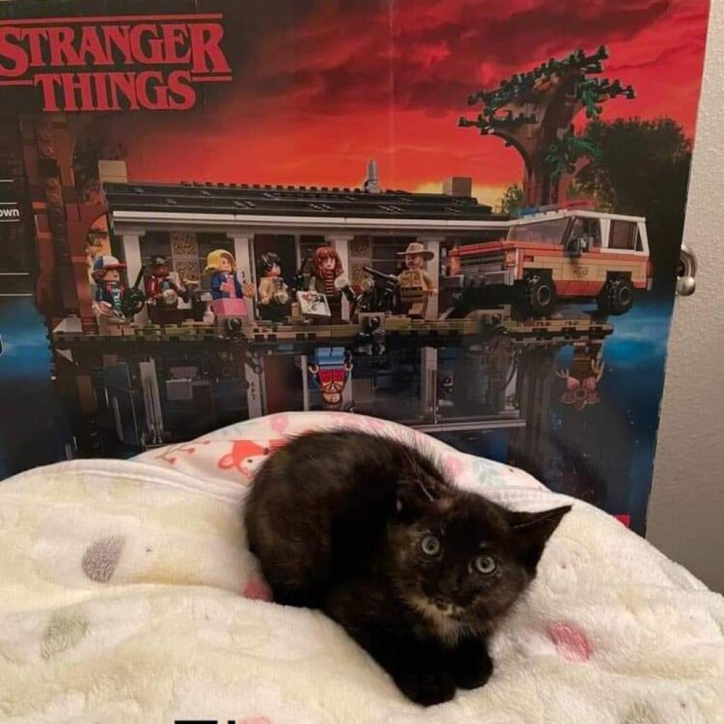 Eleven (bonded to Robin) — thumbnail 6