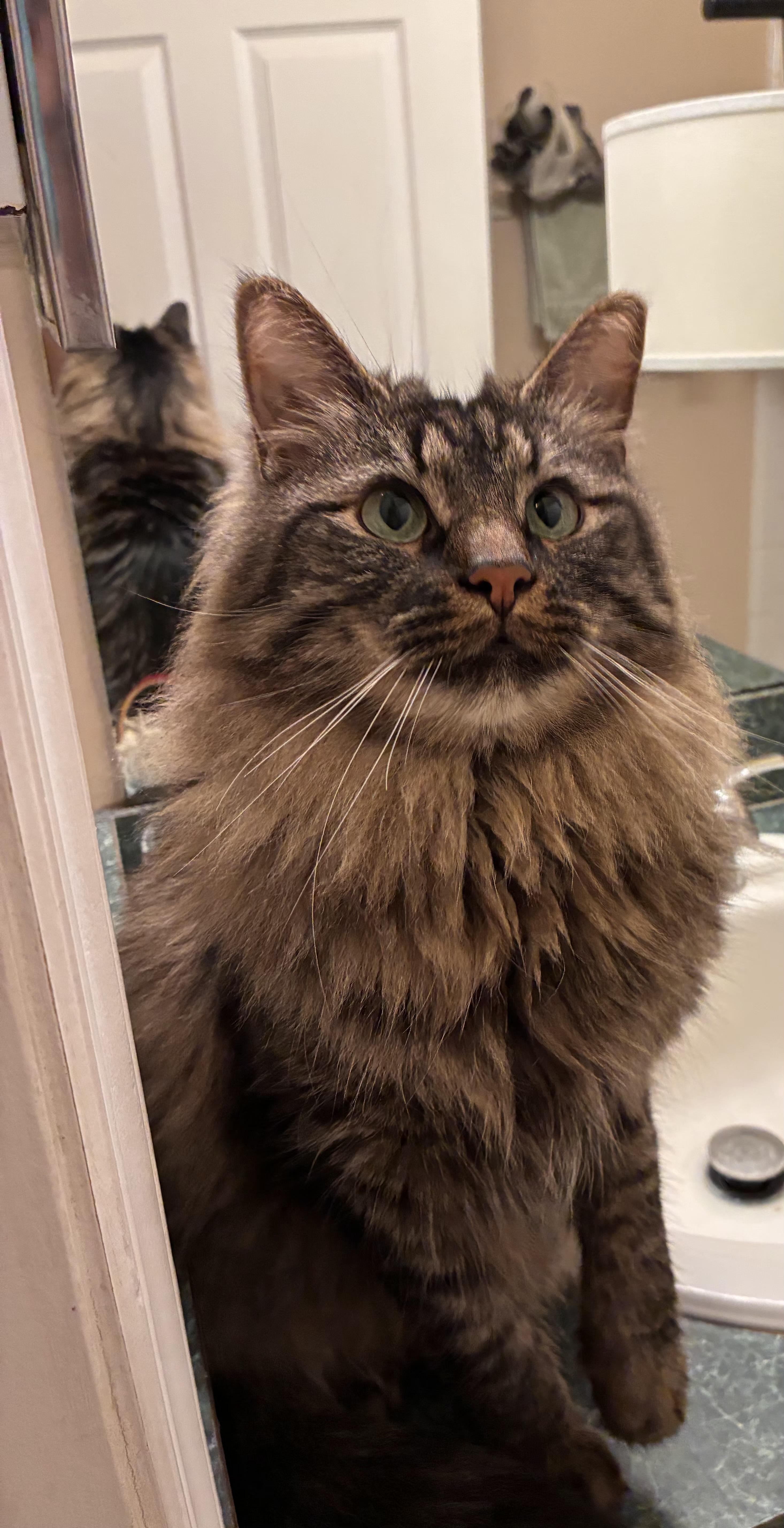 Enlarge Wayne and Monroe, a ADOPTABLE Maine Coon in Kissimmee, FL image 3/6