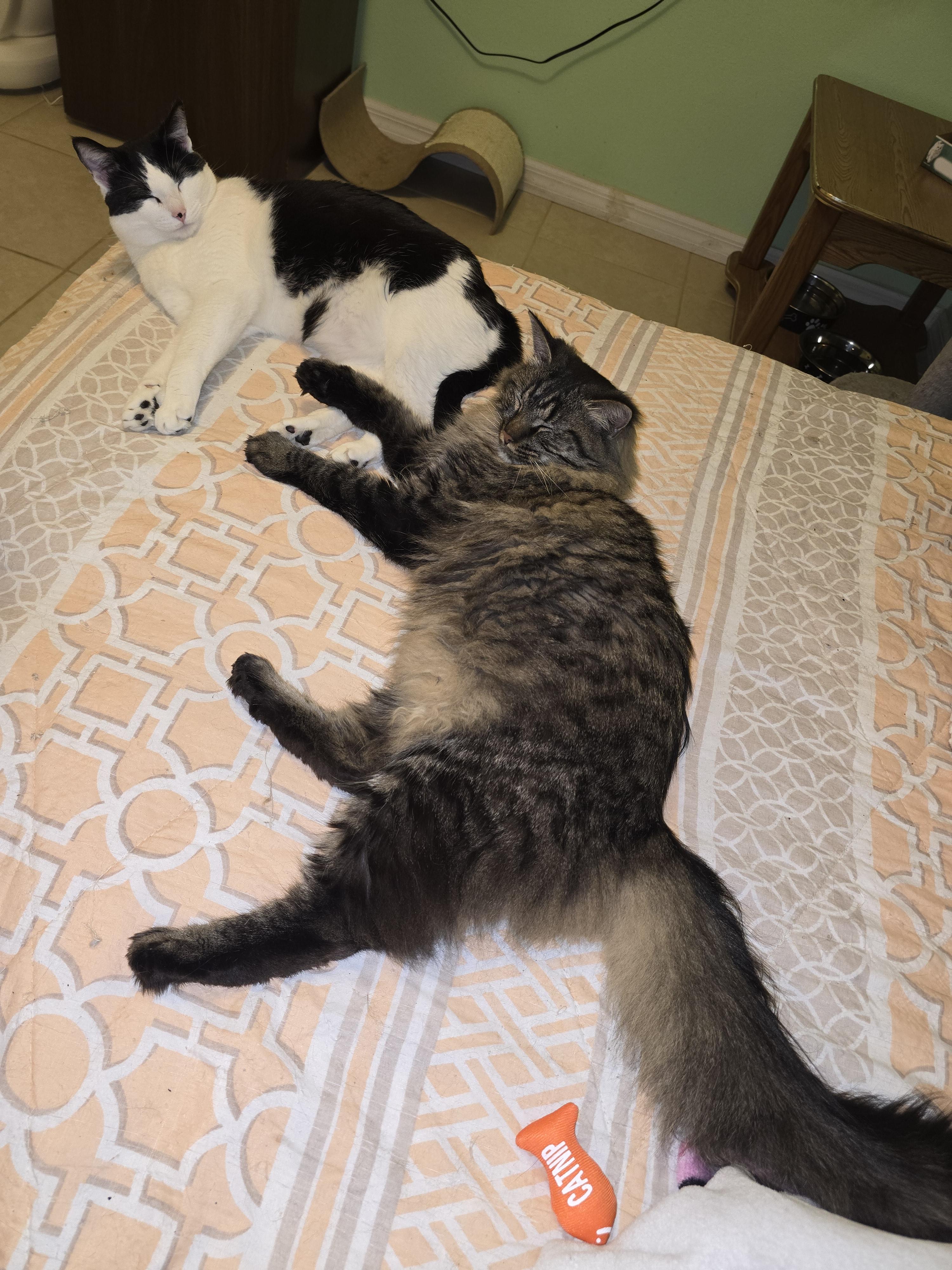 Enlarge Wayne and Monroe, a ADOPTABLE Maine Coon in Kissimmee, FL image 3/6
