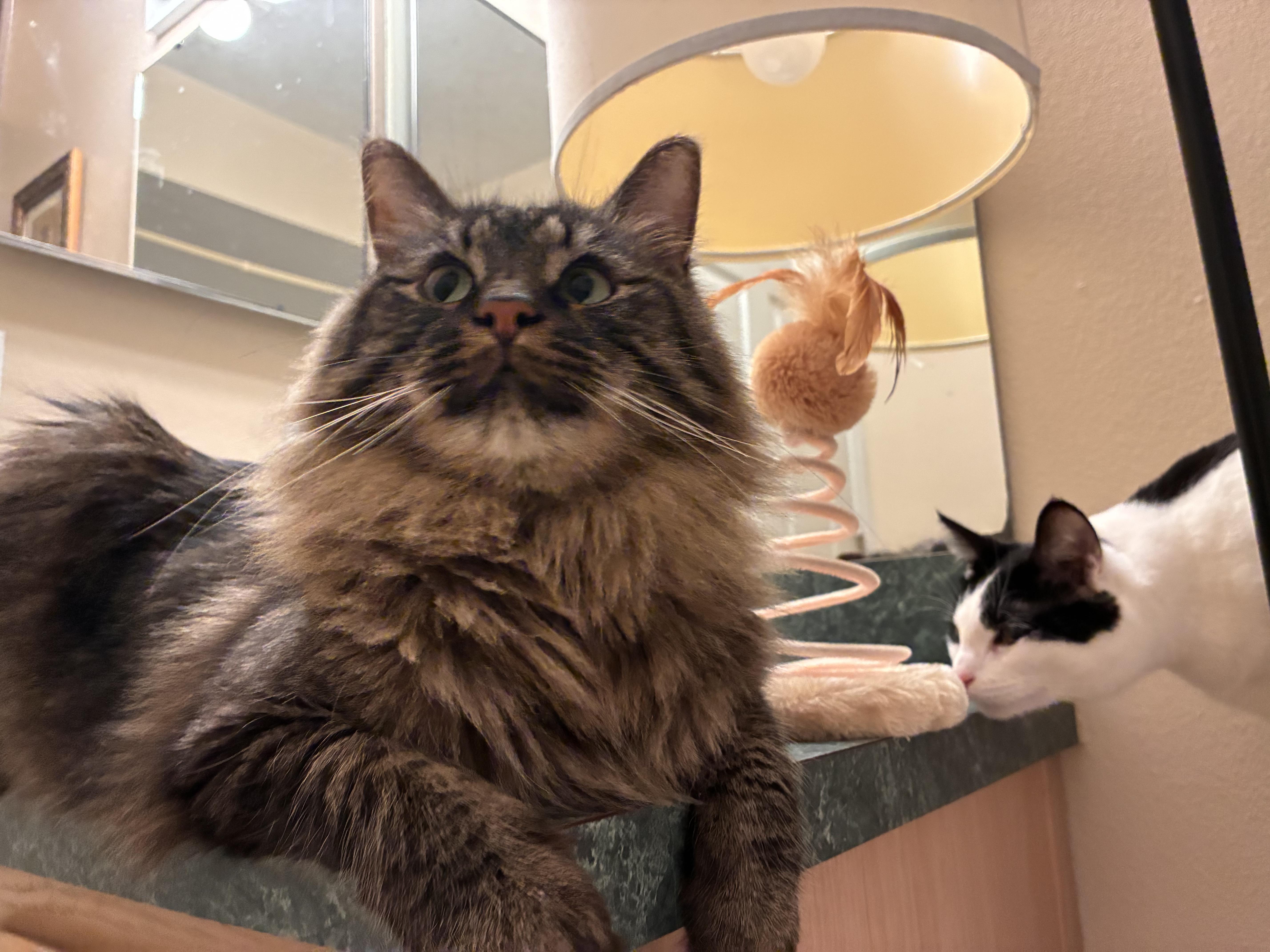 Wayne and Monroe, ADOPTABLE, Adult Male Maine Coon.