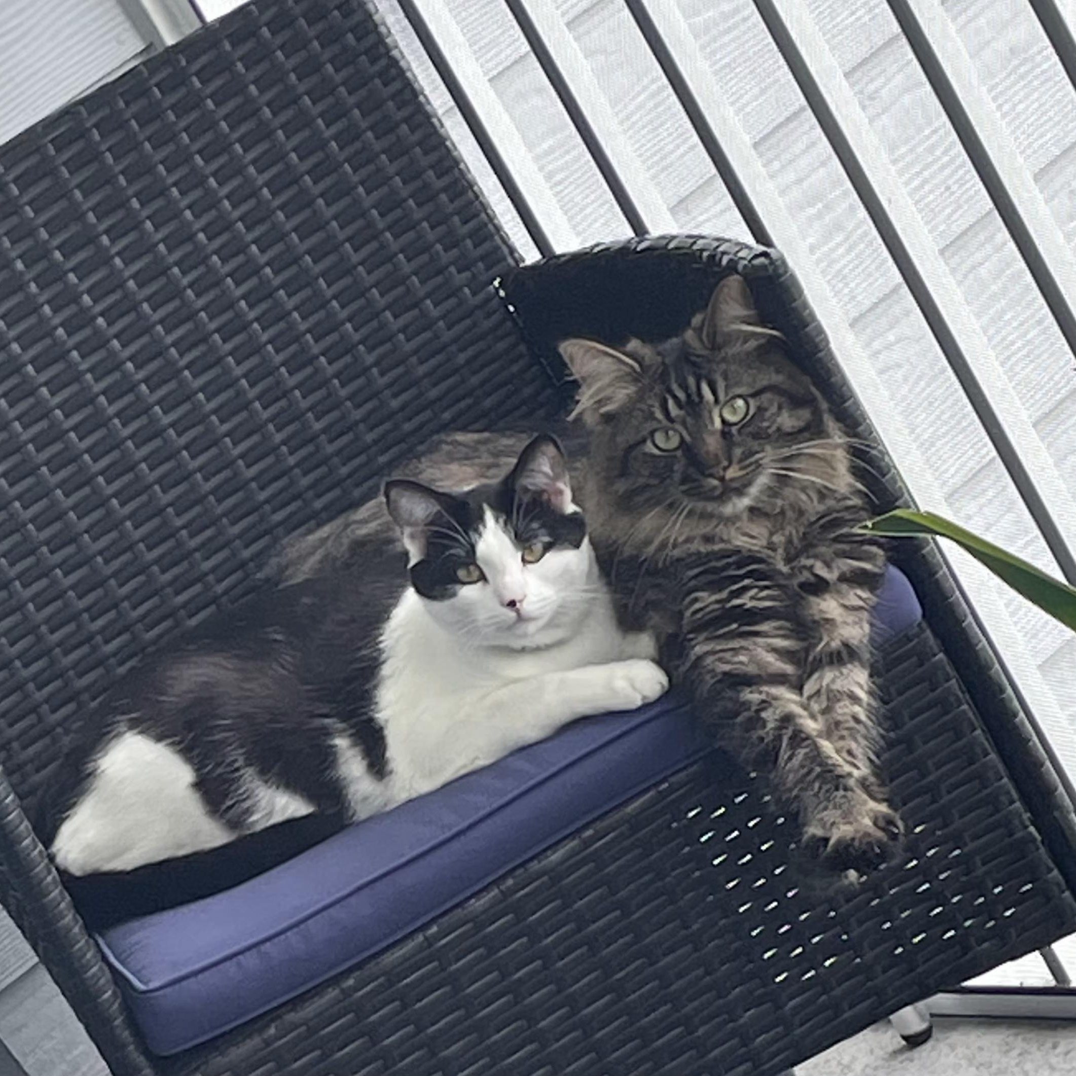 Enlarge Wayne and Monroe, a ADOPTABLE Maine Coon in Kissimmee, FL image 1/6