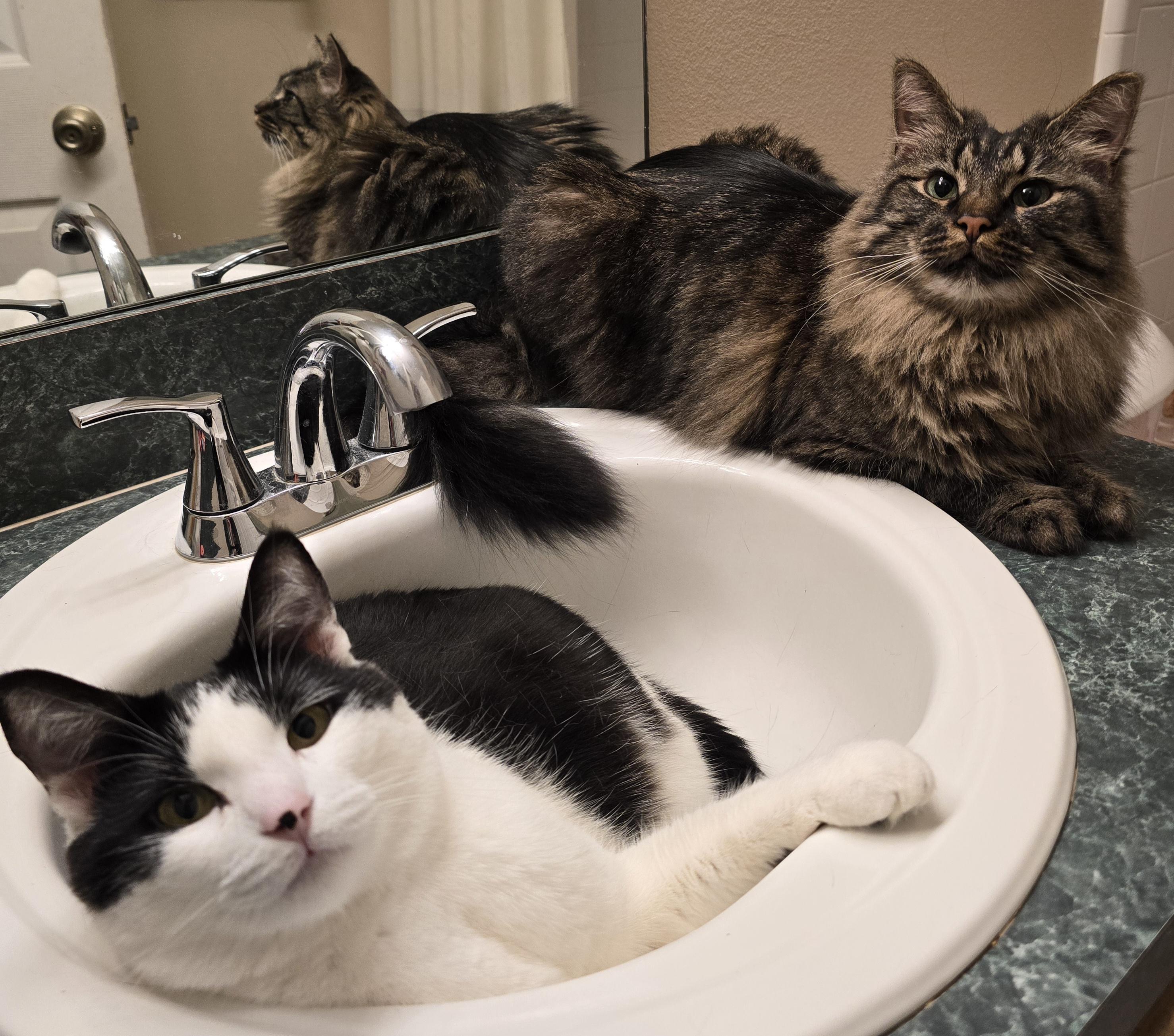 Enlarge Wayne and Monroe, a ADOPTABLE Maine Coon in Kissimmee, FL image 6/6