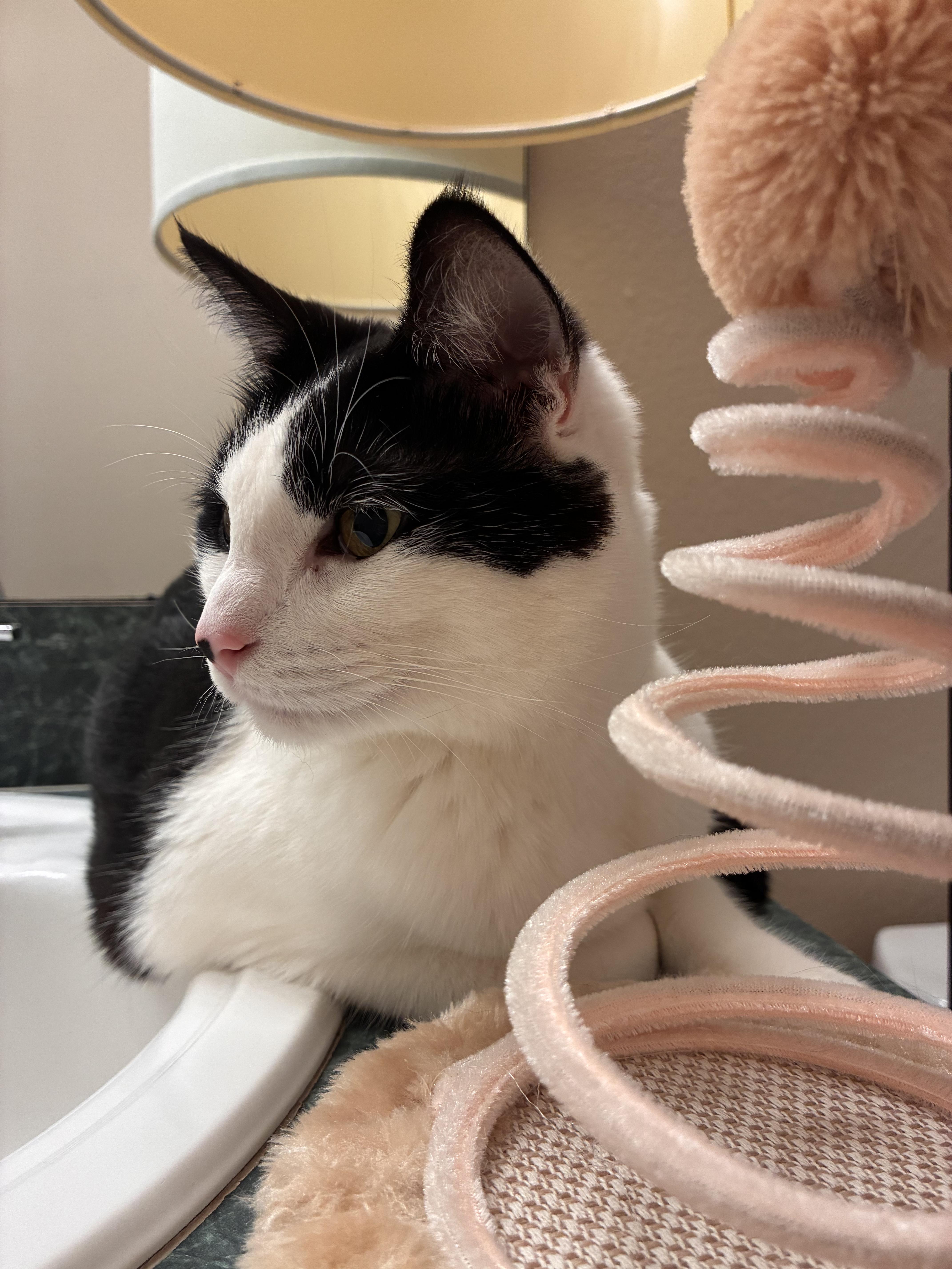 Enlarge Wayne and Monroe, a ADOPTABLE Maine Coon in Kissimmee, FL image 4/6
