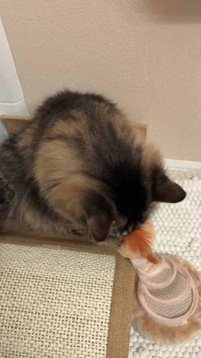 Enlarge Wayne and Monroe, a ADOPTABLE Maine Coon in Kissimmee, FL video 6/6