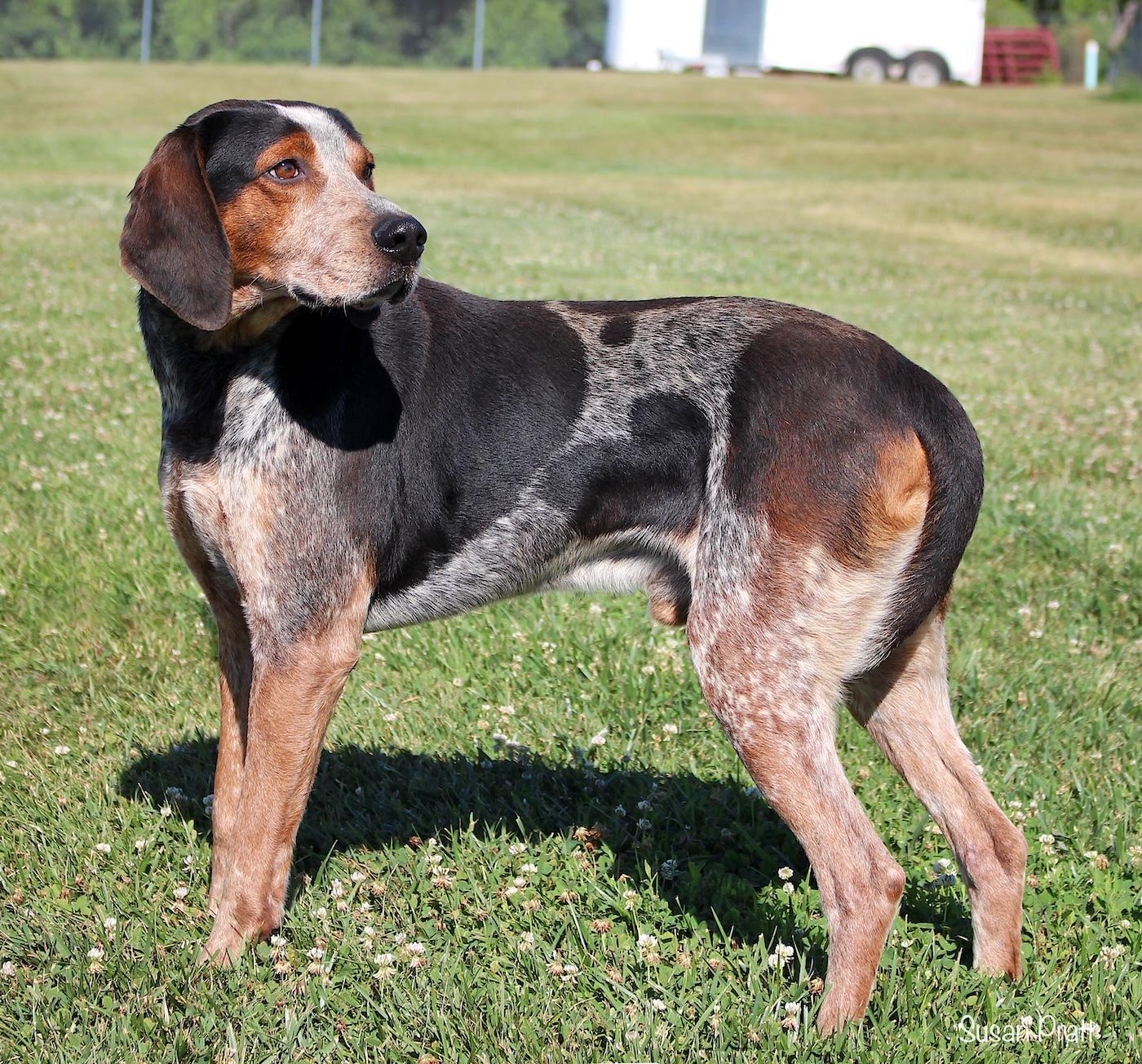 Enlarge Waylon, a ADOPTABLE Bluetick Coonhound in Bedford, VA image 3/3