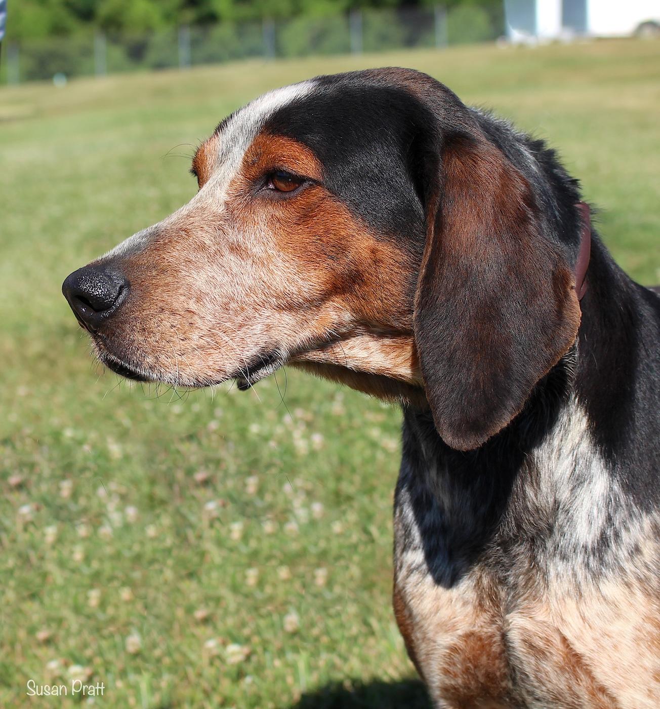 Enlarge Waylon, a ADOPTABLE Bluetick Coonhound in Bedford, VA image 1/3