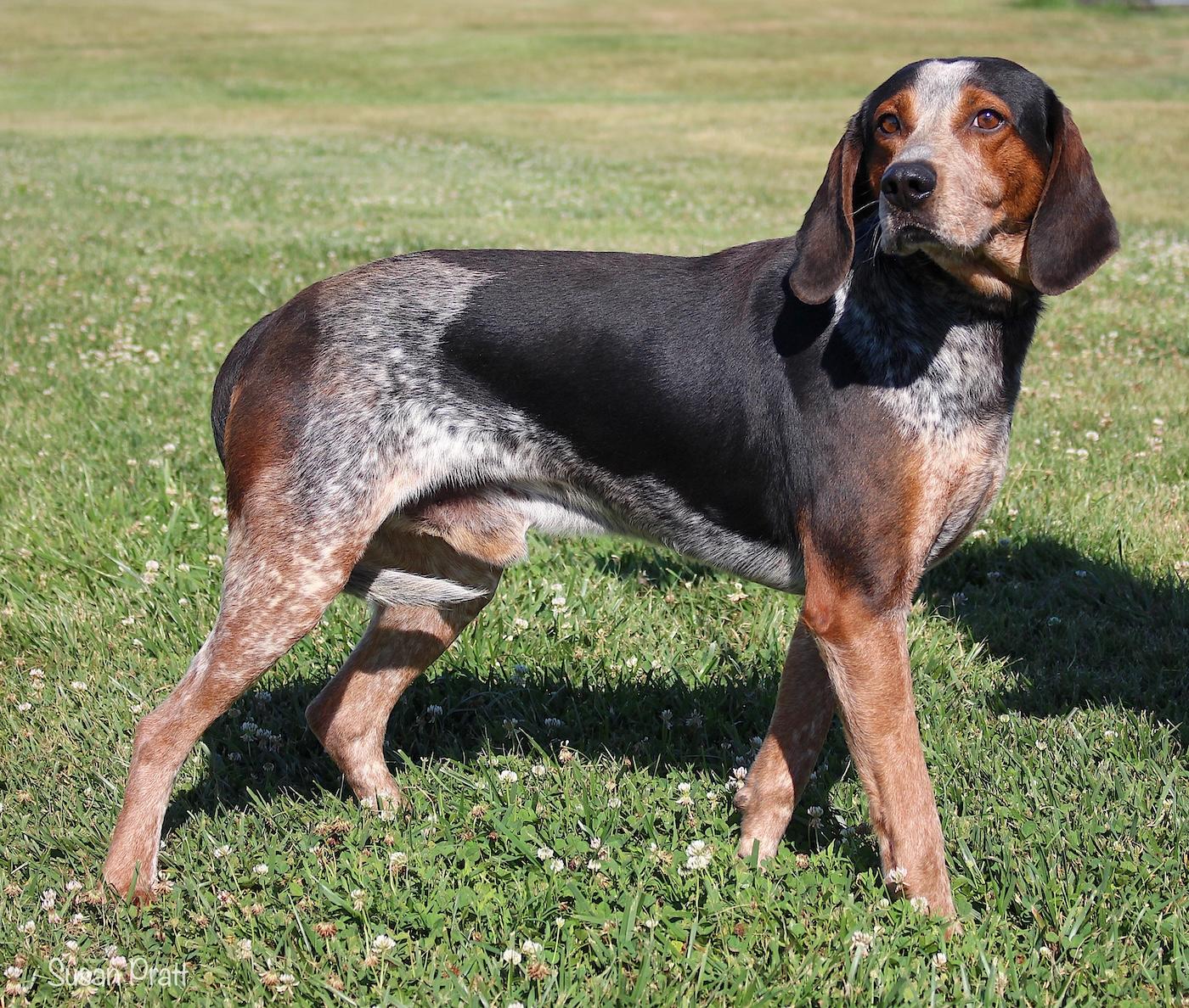 Enlarge Waylon, a ADOPTABLE Bluetick Coonhound in Bedford, VA image 2/3