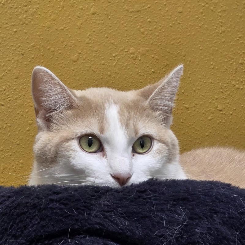 Candle, Adoptable, Adult Female Domestic Short Hair.