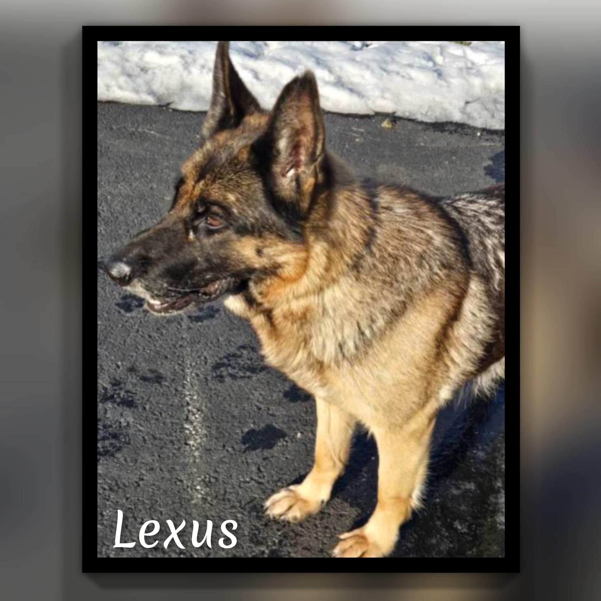 Enlarge Lexus , a ADOPTABLE German Shepherd Dog in Fredericksburg, VA image 5/6