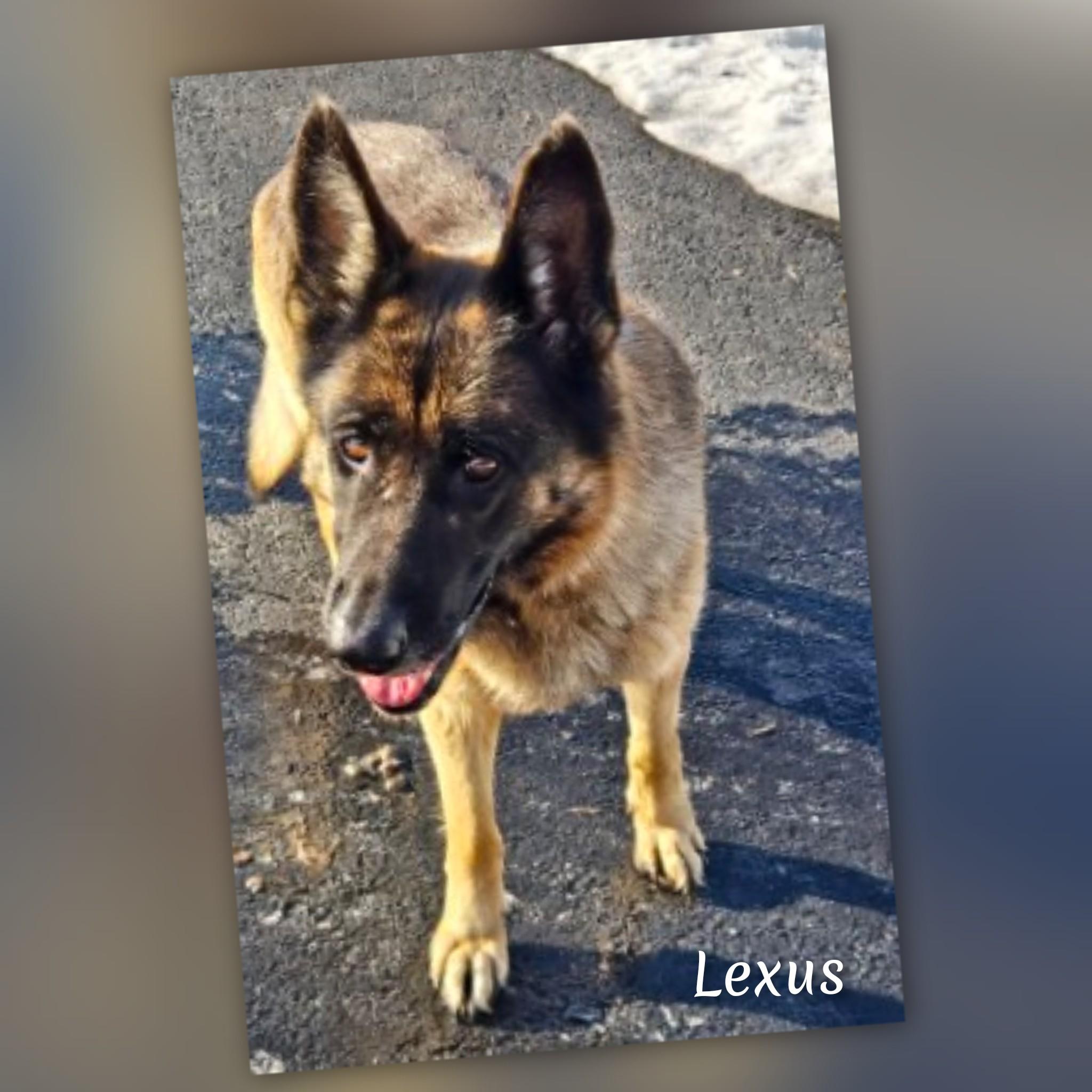 Enlarge Lexus , a ADOPTABLE German Shepherd Dog in Fredericksburg, VA image 3/6