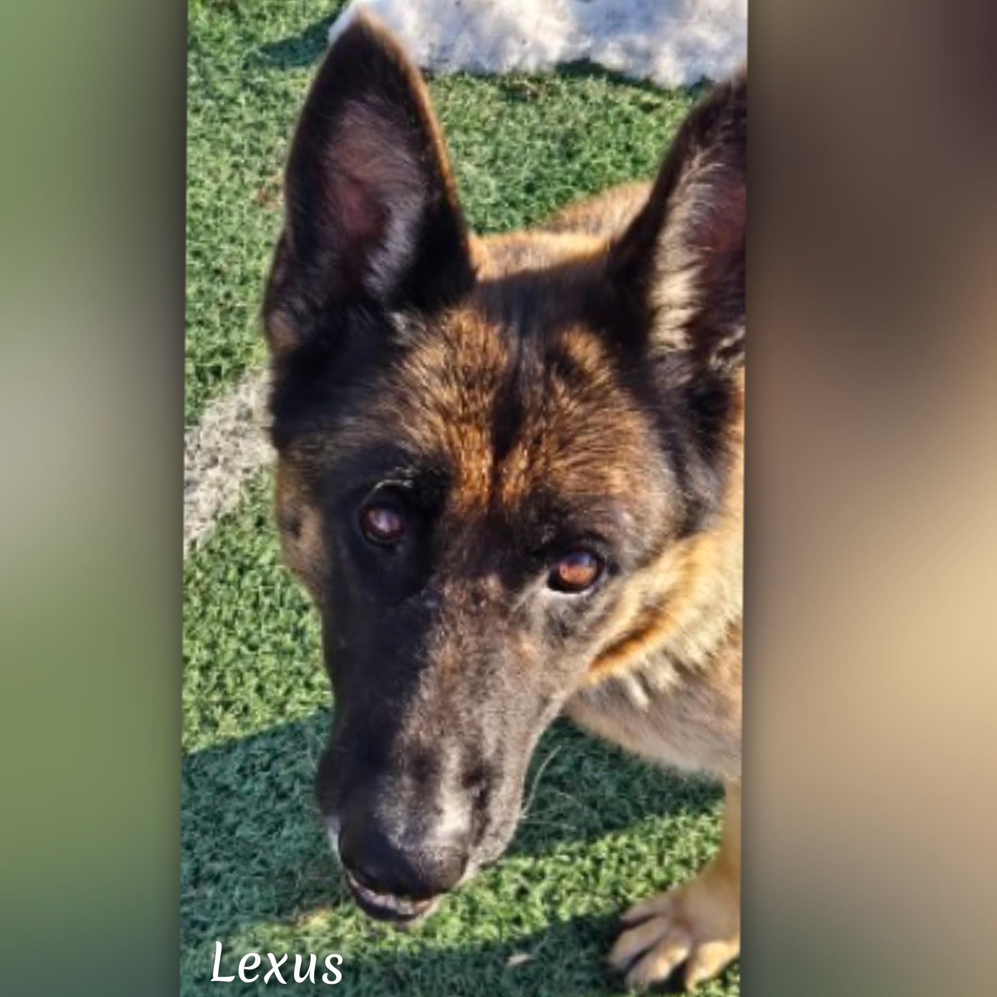 Enlarge Lexus , a ADOPTABLE German Shepherd Dog in Fredericksburg, VA image 2/6