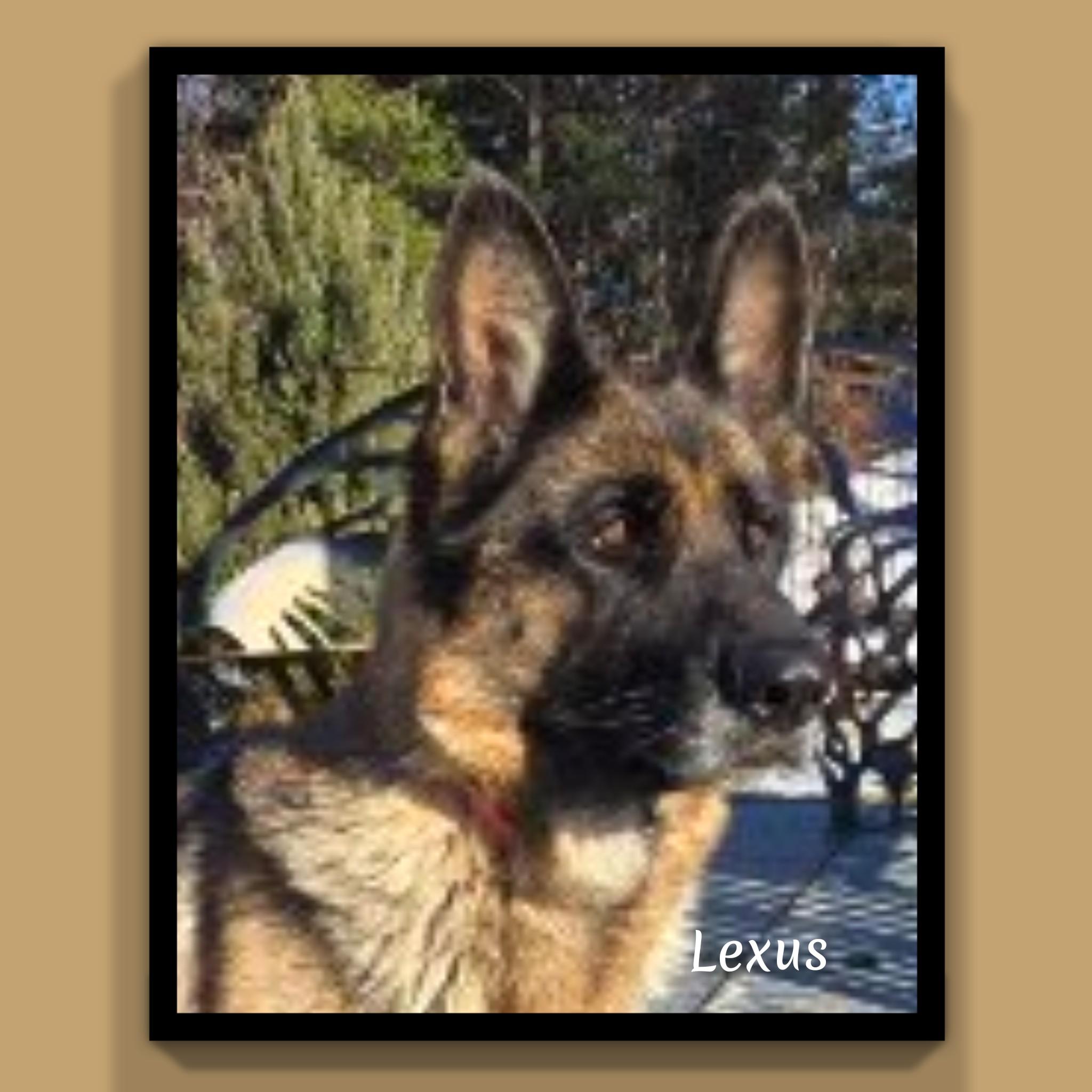Enlarge Lexus , a ADOPTABLE German Shepherd Dog in Fredericksburg, VA image 6/6