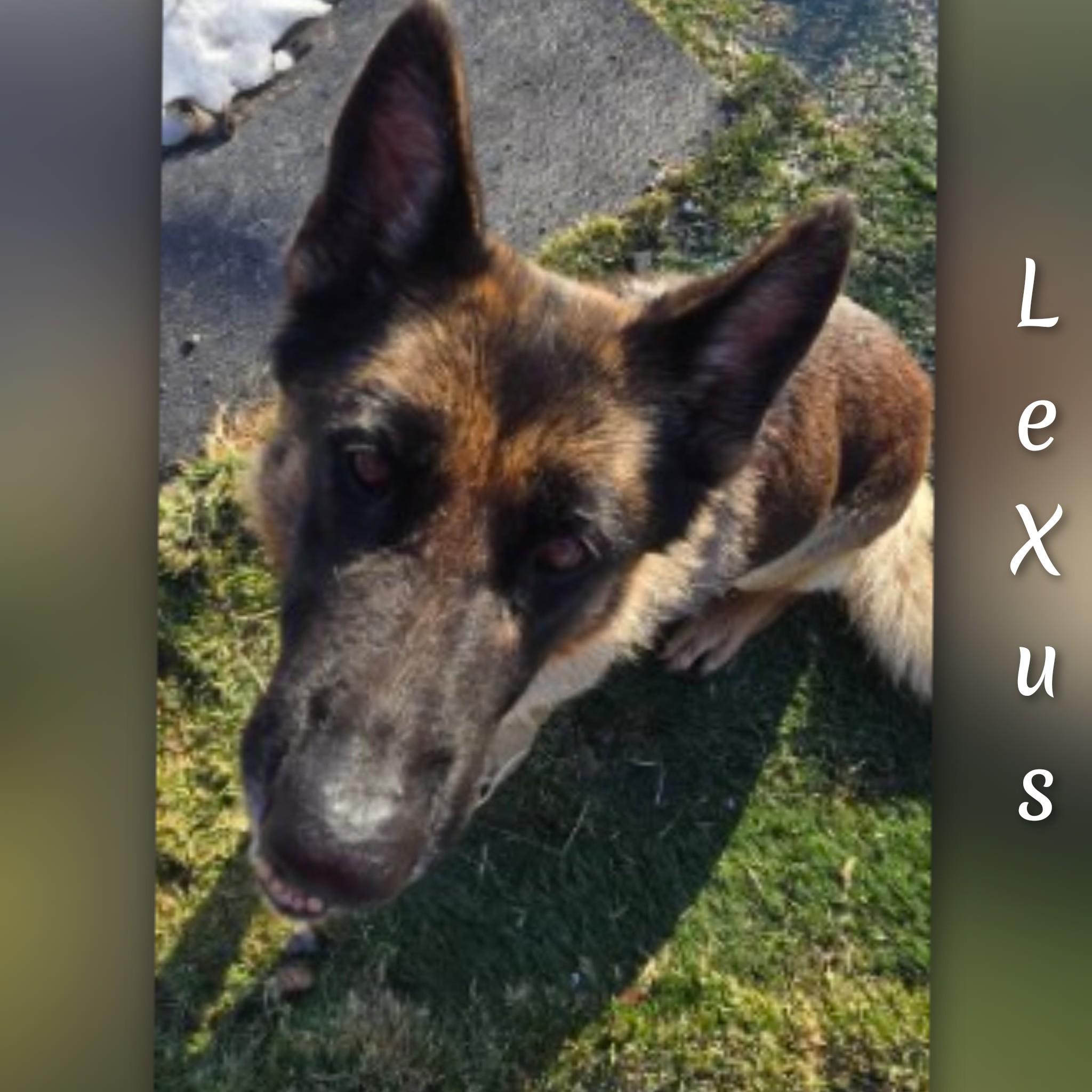 Enlarge Lexus , a ADOPTABLE German Shepherd Dog in Fredericksburg, VA image 4/6