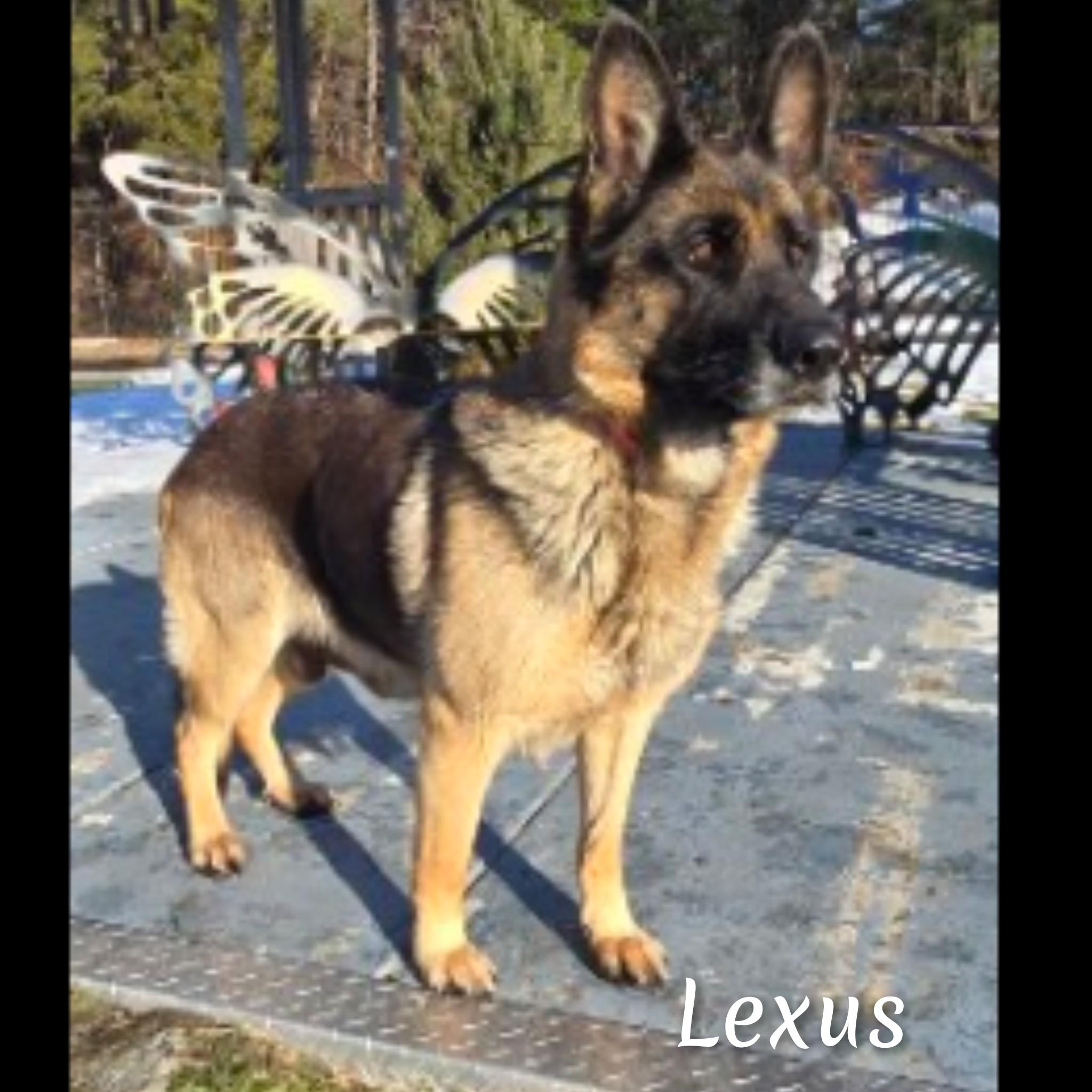 Enlarge Lexus , a ADOPTABLE German Shepherd Dog in Fredericksburg, VA image 1/6
