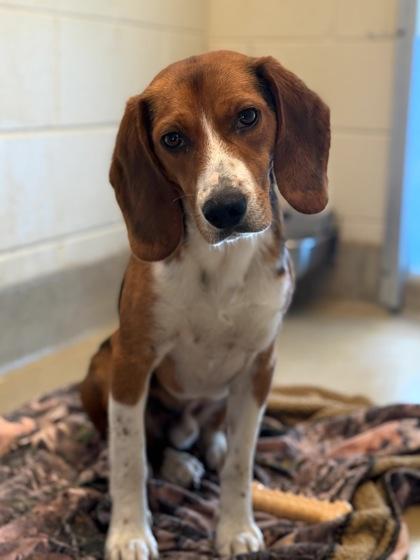 Stromboli, Adoptable, Adult Male Beagle & Mixed Breed.